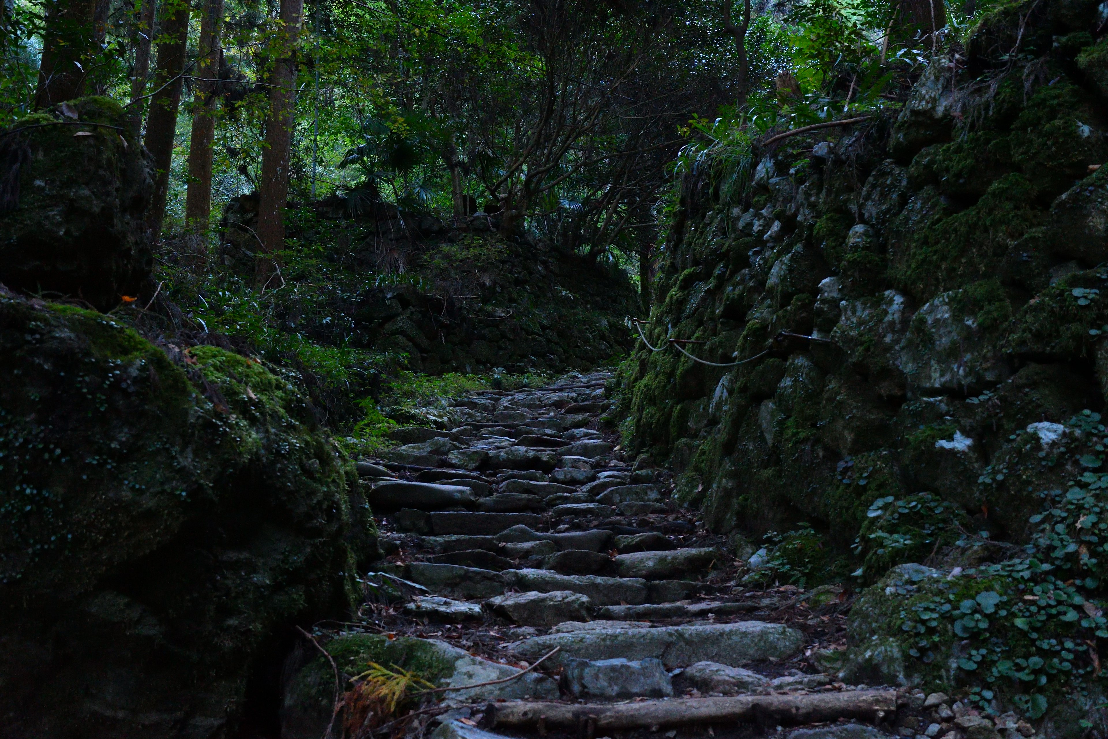 Stone steps leading through a forest path surrounded by greenery