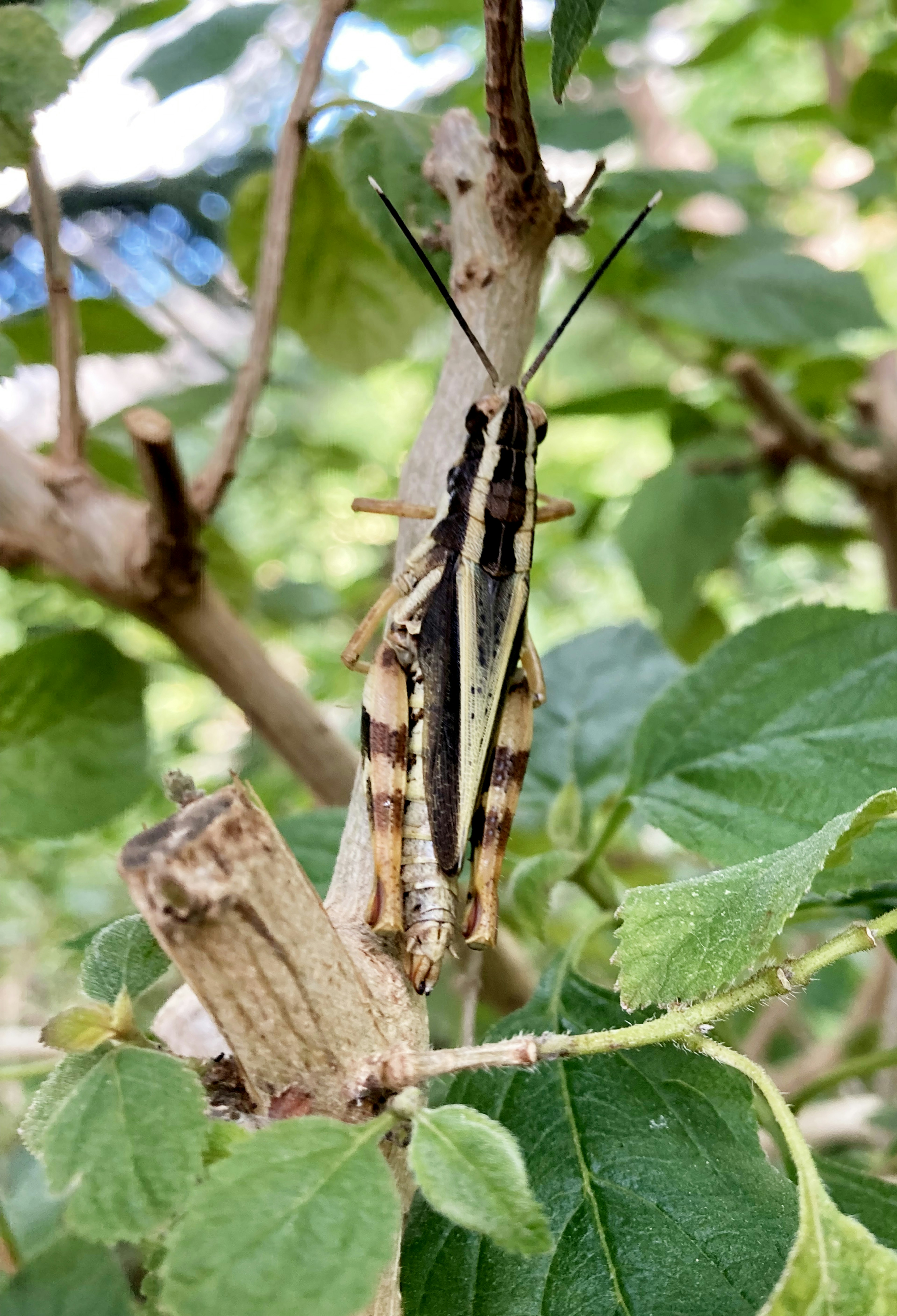 Acercamiento de un saltamontes descansando en una rama de árbol