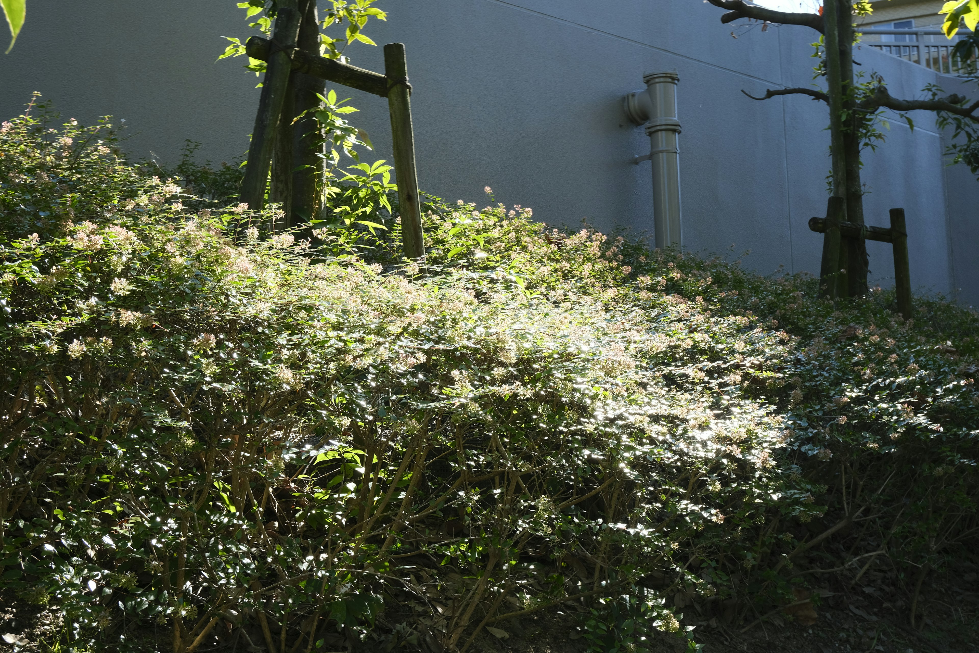 緑豊かな植物と木々が見える庭の風景