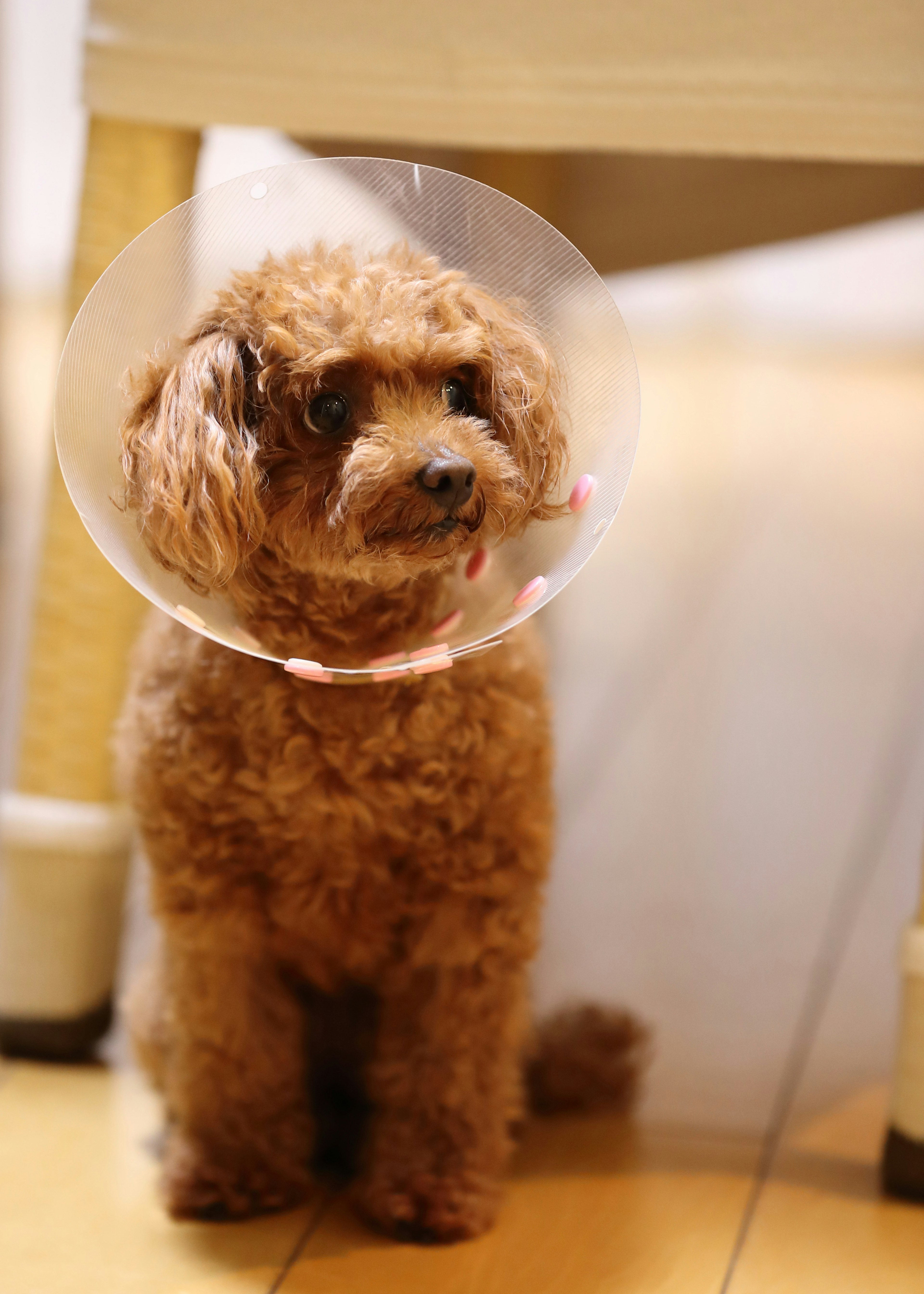 Brown poodle wearing an Elizabethan collar sitting on the floor