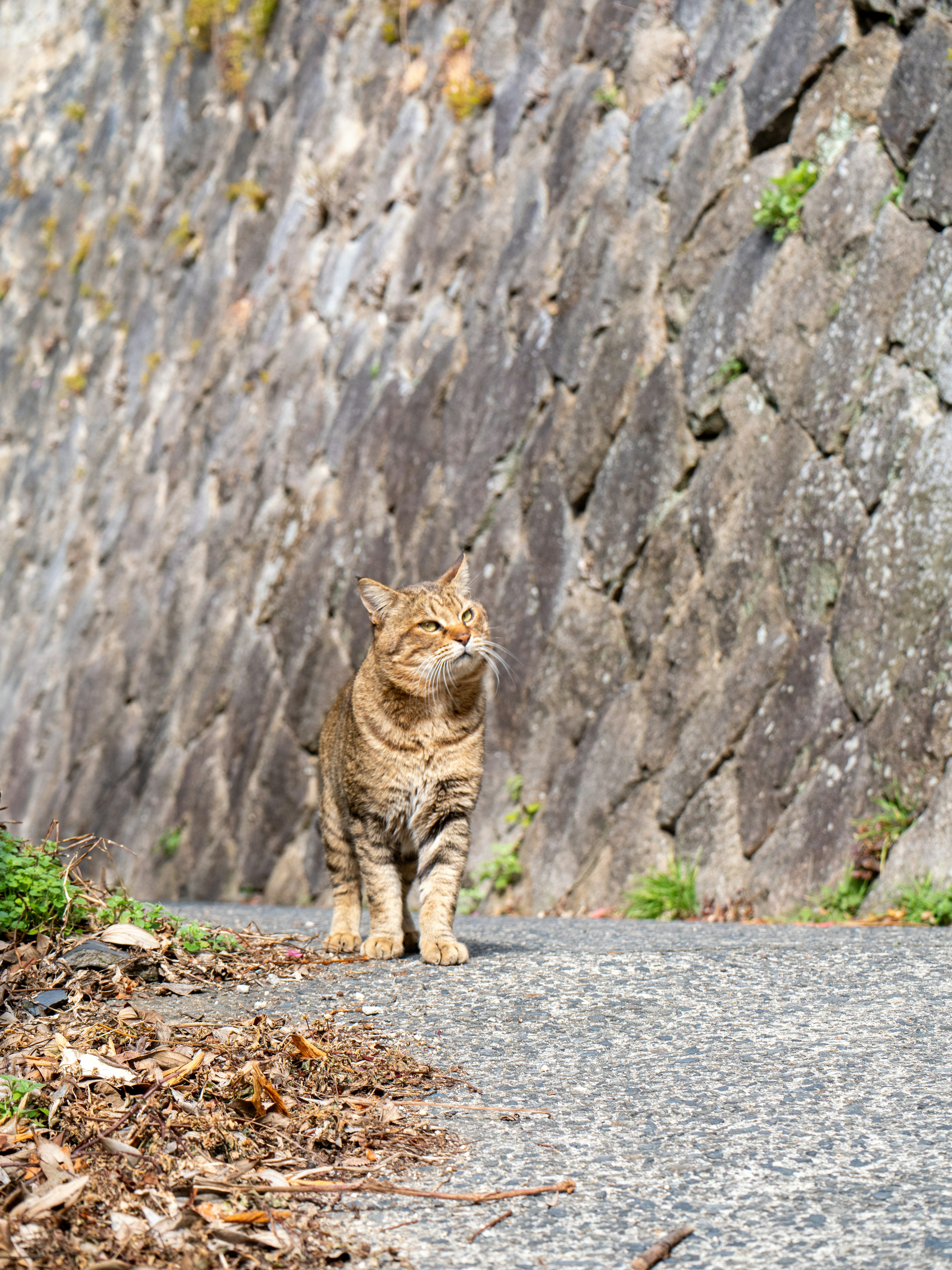 Kucing coklat berjalan di jalan dekat dinding batu