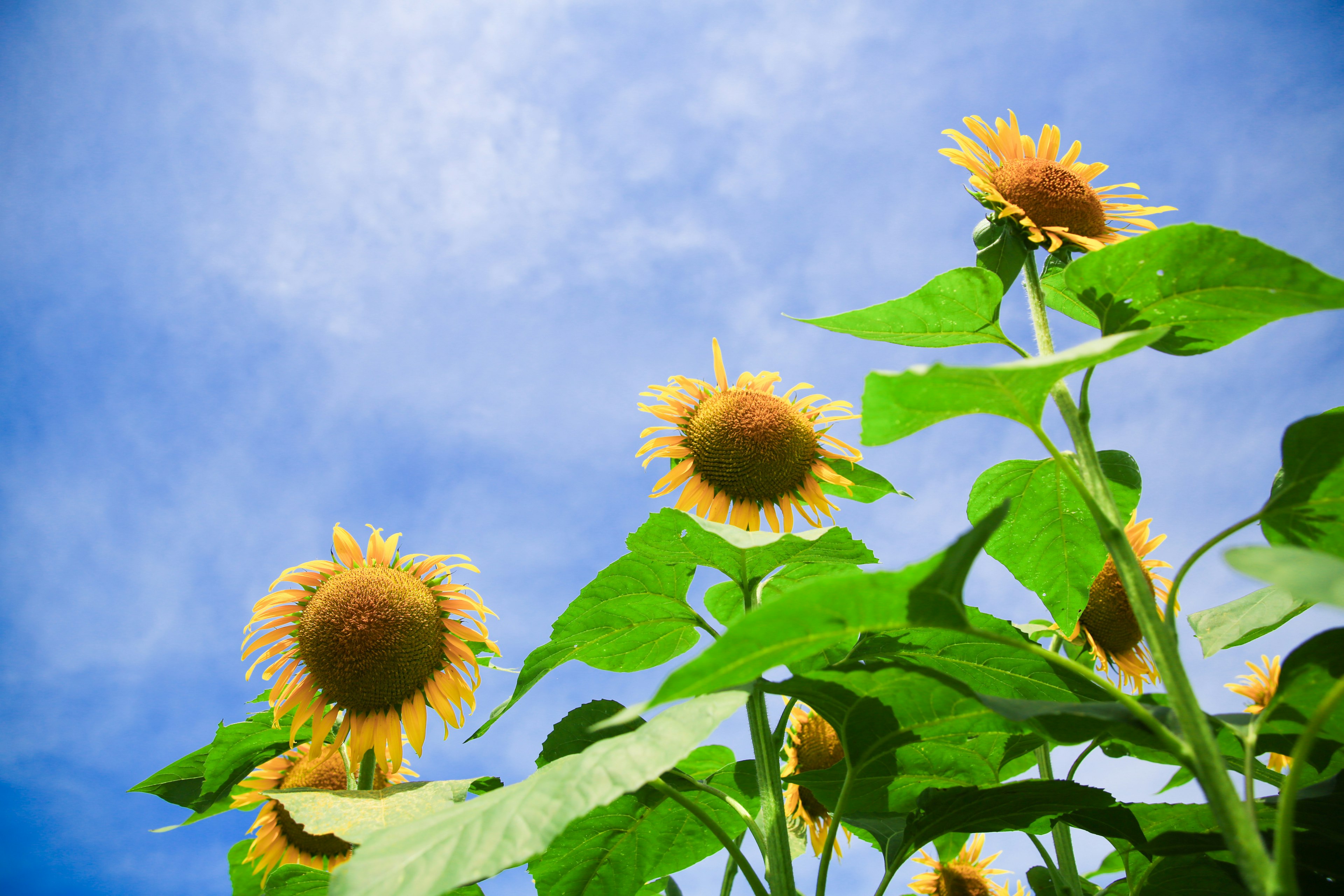 青空の下に咲くひまわりの花と緑の葉