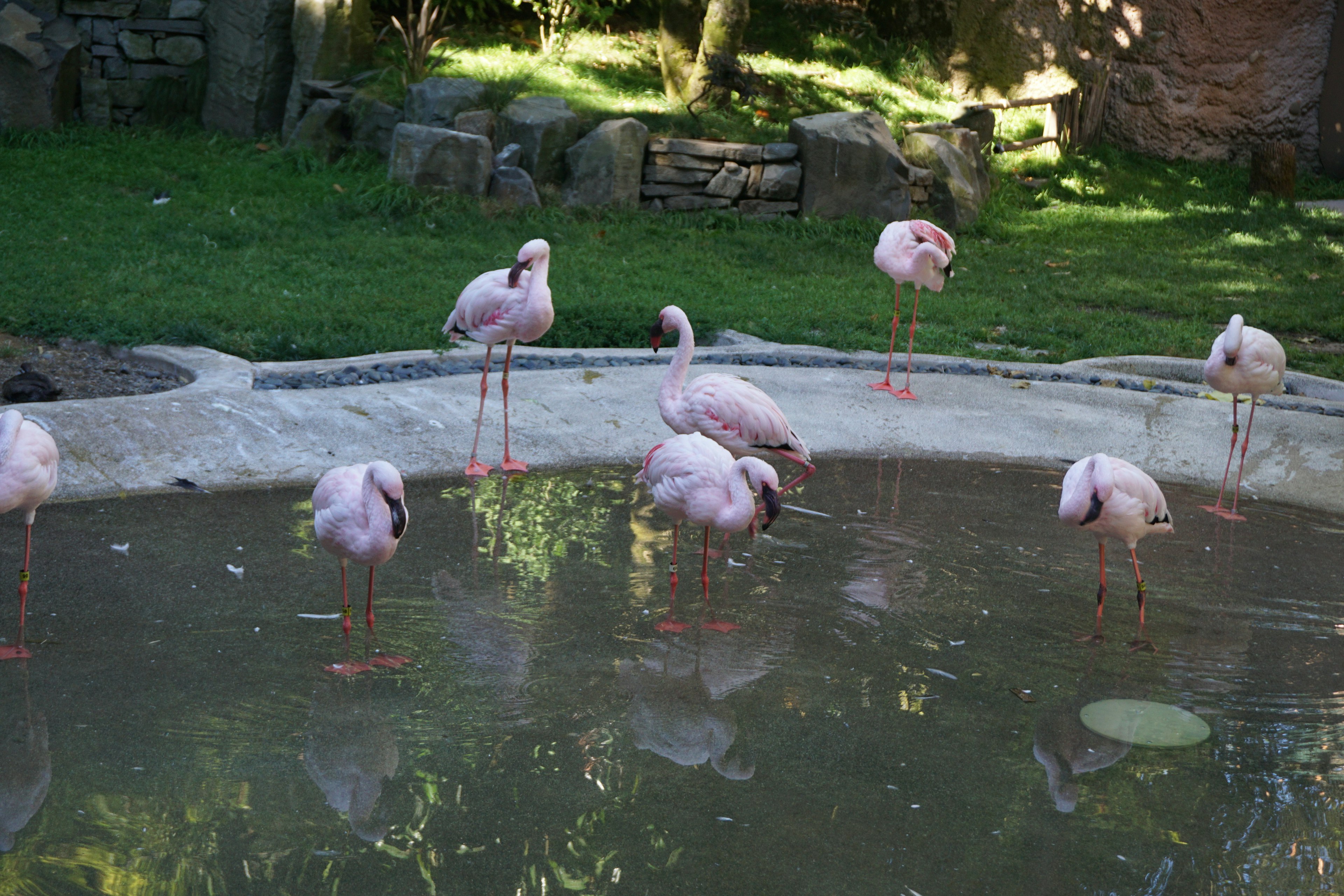 Eine Gruppe von Flamingos, die in einem Teich stehen, umgeben von grünem Gras und Steinen