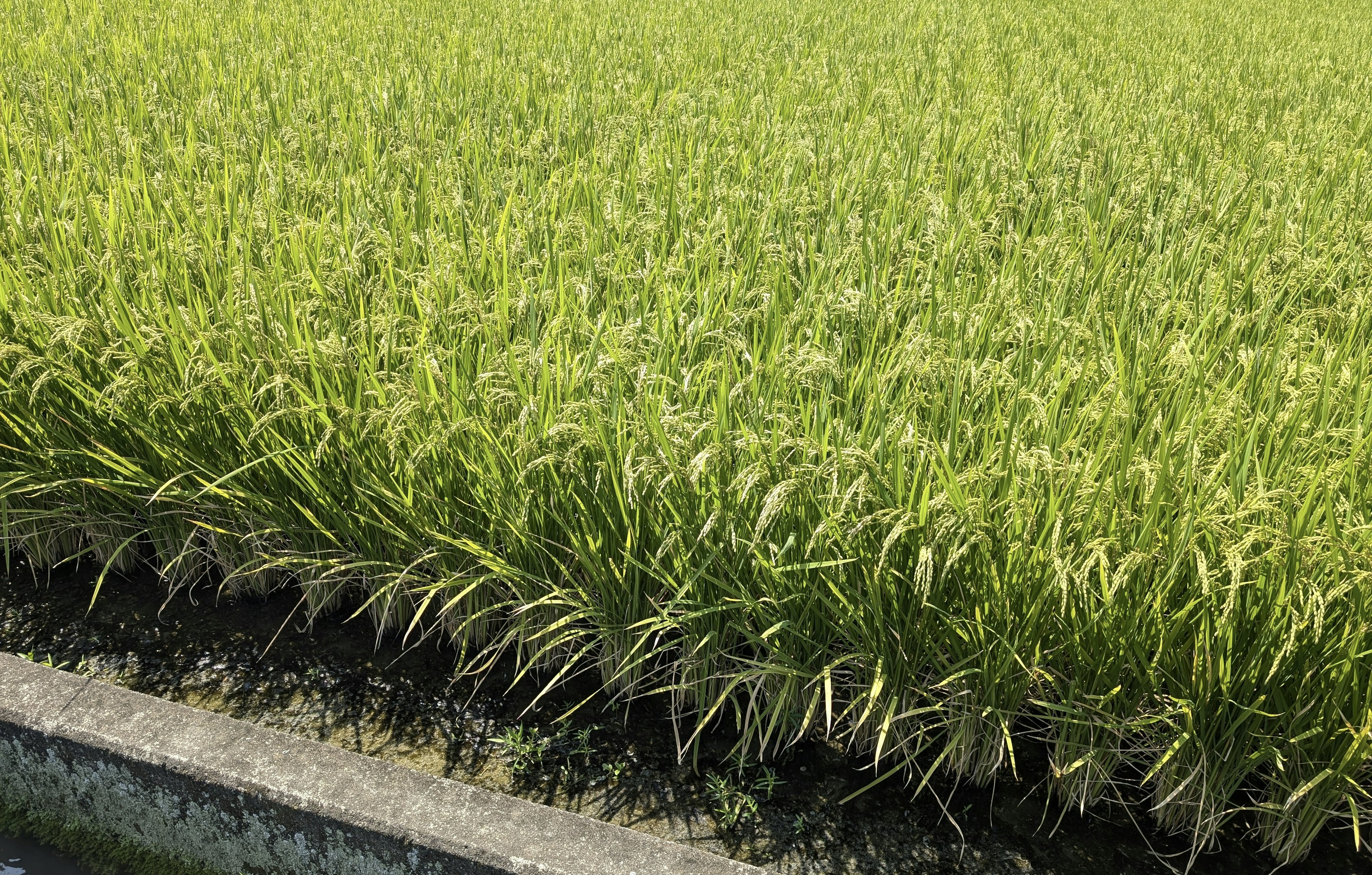 緑色の稲が生い茂る田んぼの風景