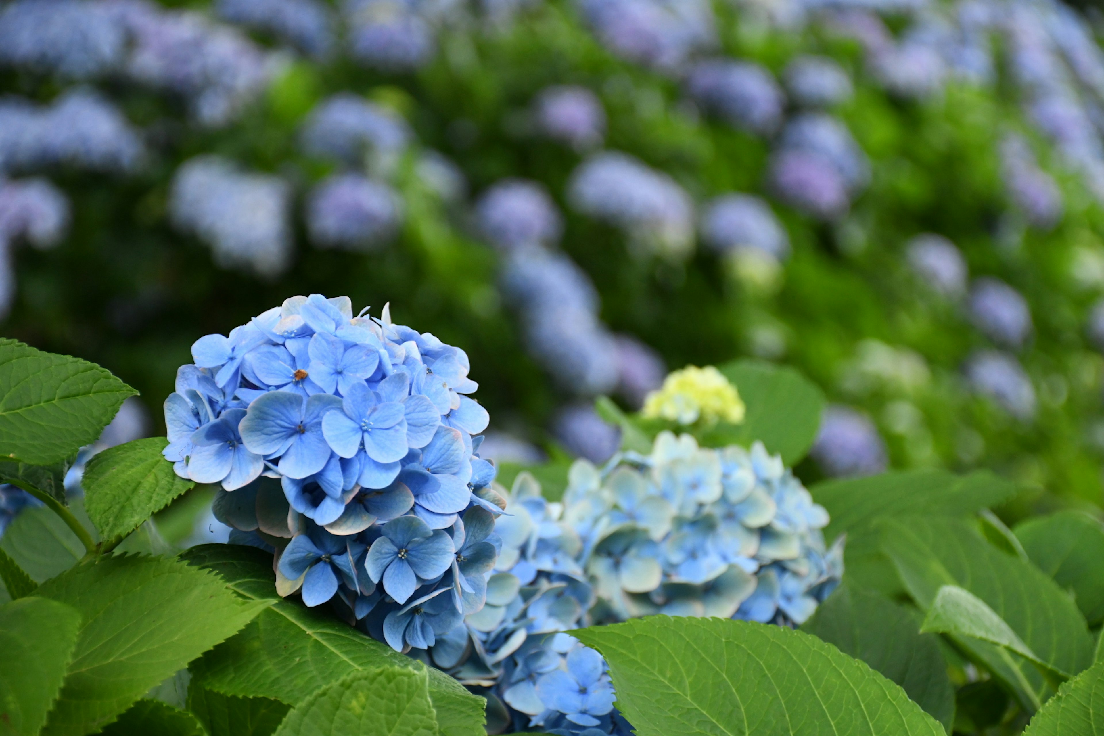 A close-up of blue hydrangea flowers surrounded by green leaves