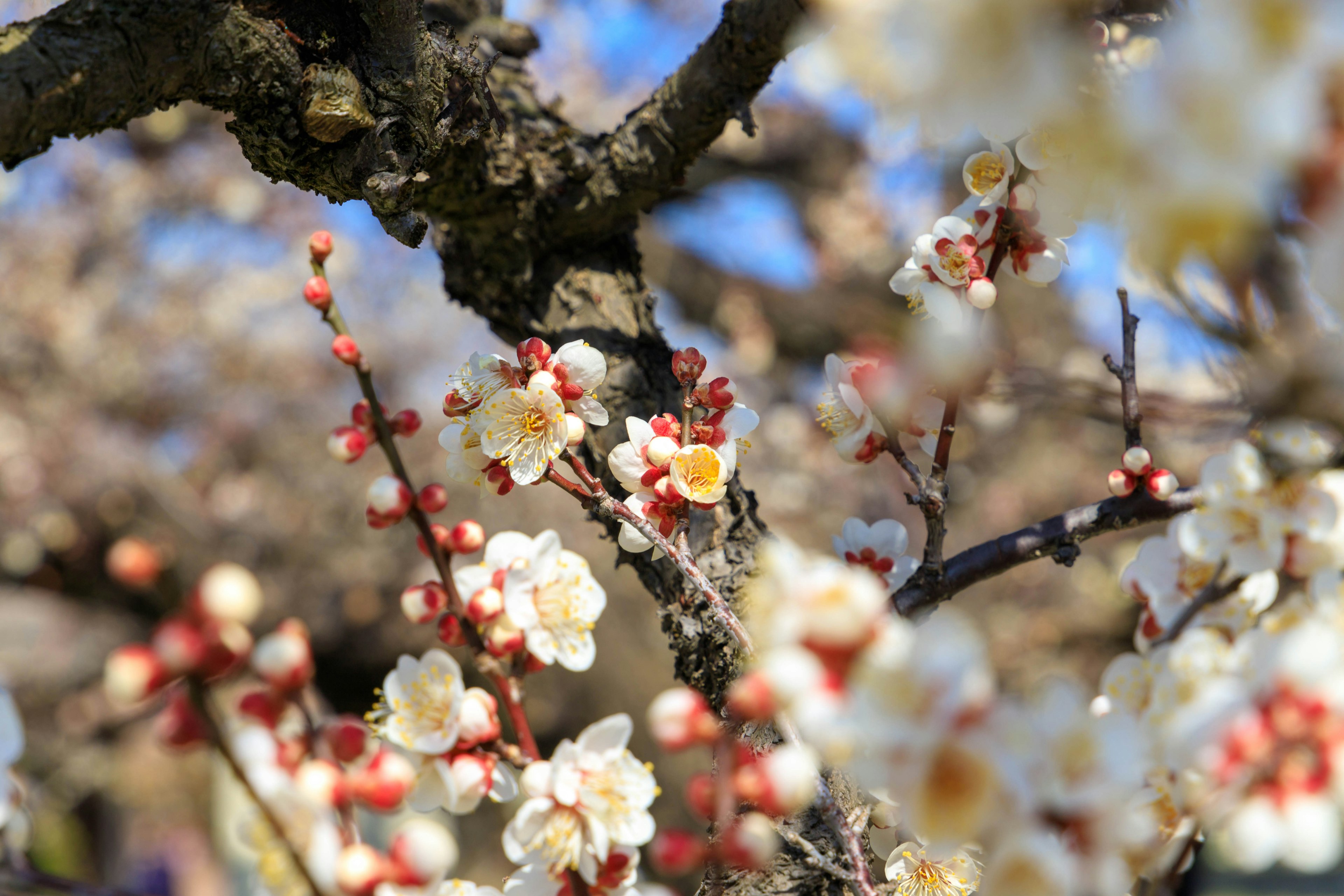 Gros plan de fleurs de prunier en fleurs sur une branche sous un ciel bleu