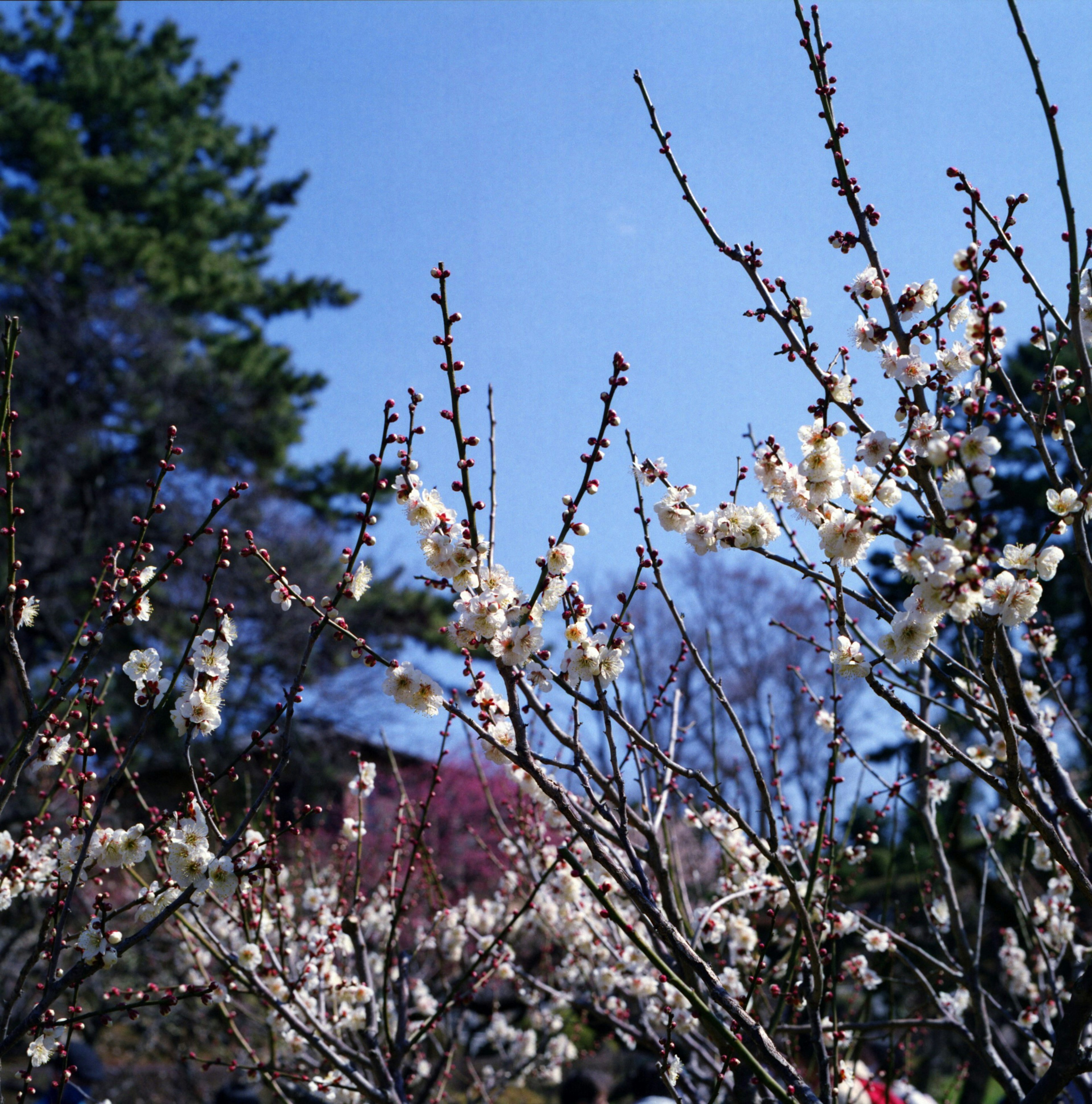 Fleurs de prunier blanches fleurissant sous un ciel bleu avec des arbres verts