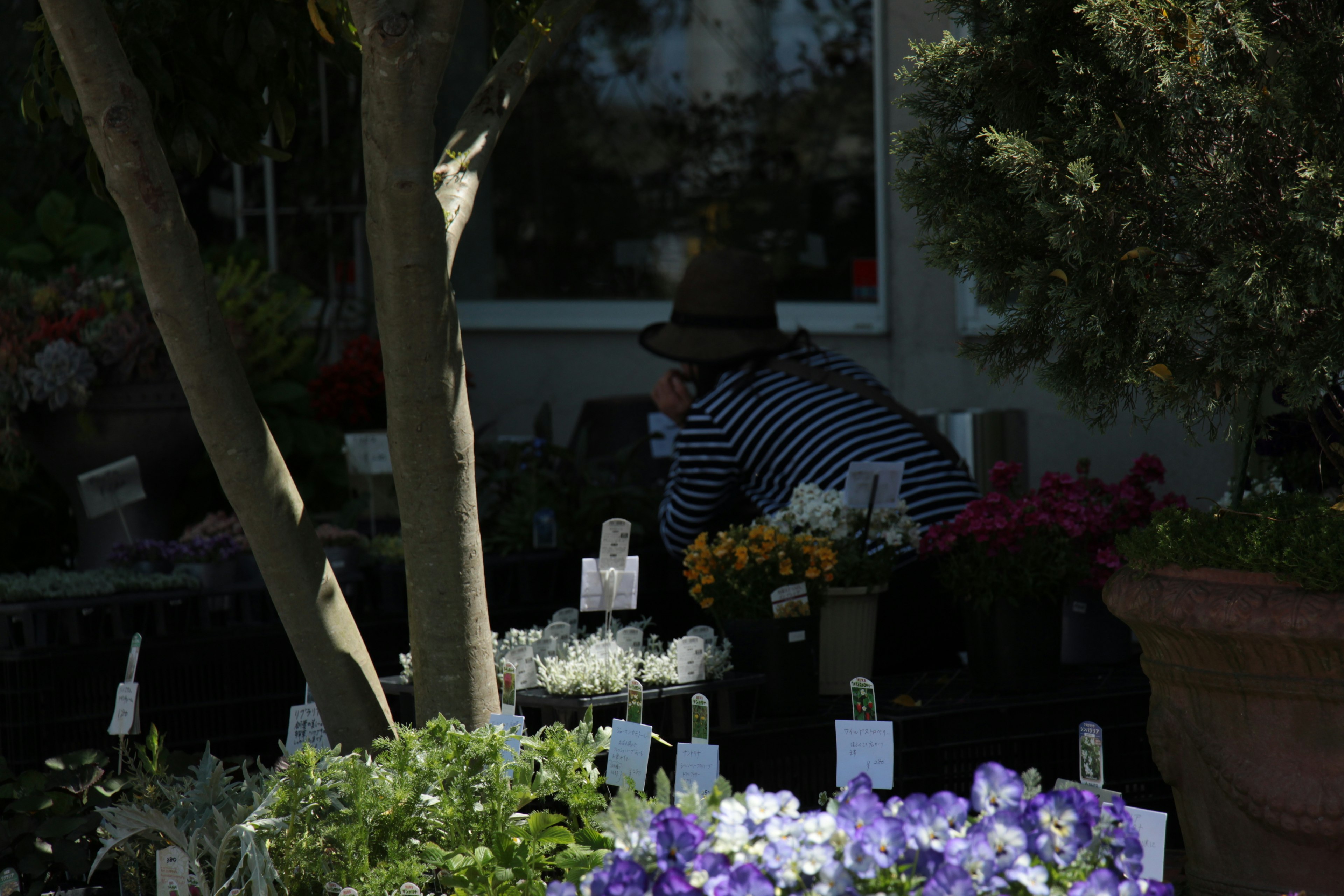 Una persona cuidando flores en una floristería