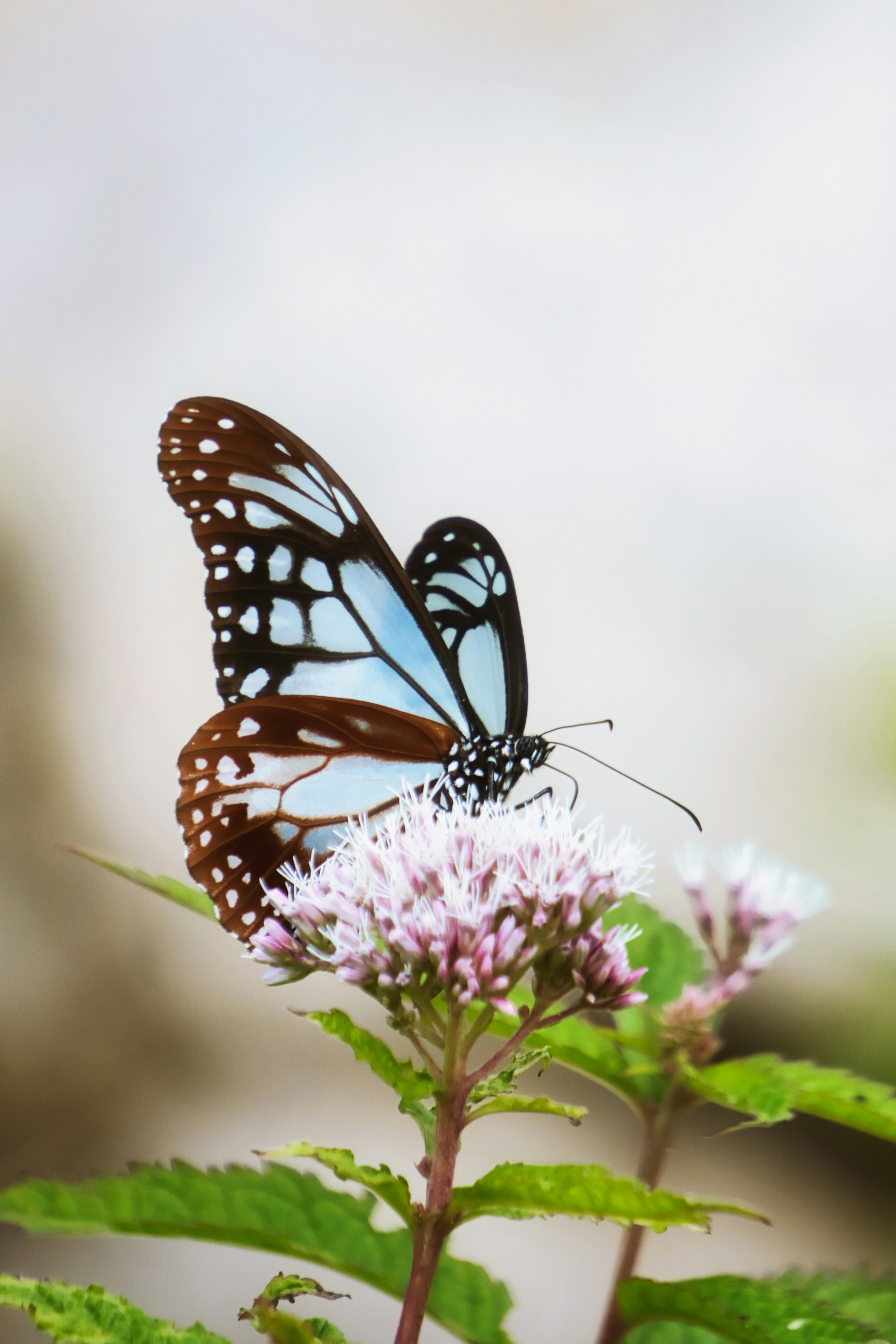 A blue butterfly perched on a flower in a serene setting