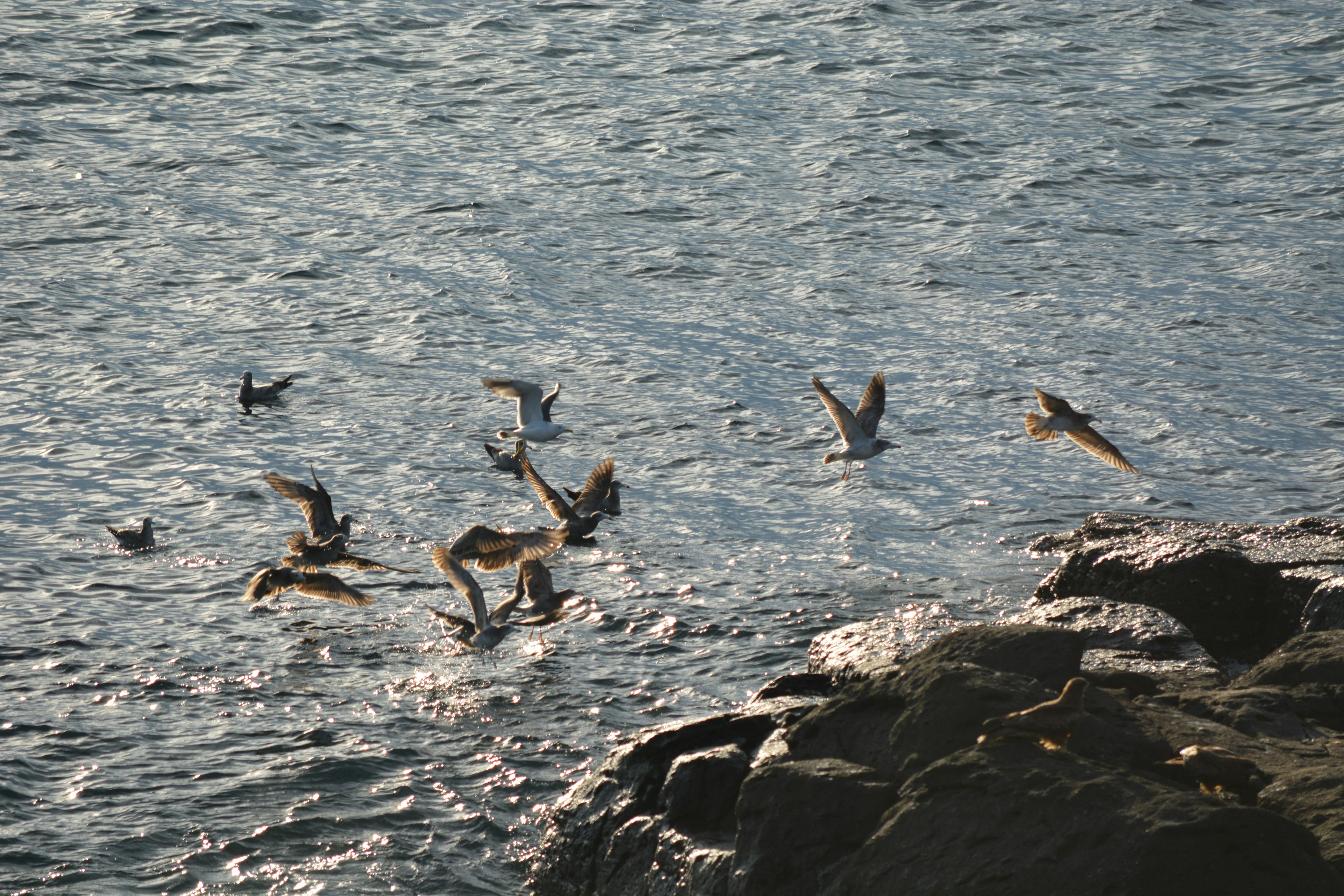 Aves volando sobre el agua cerca de la costa rocosa