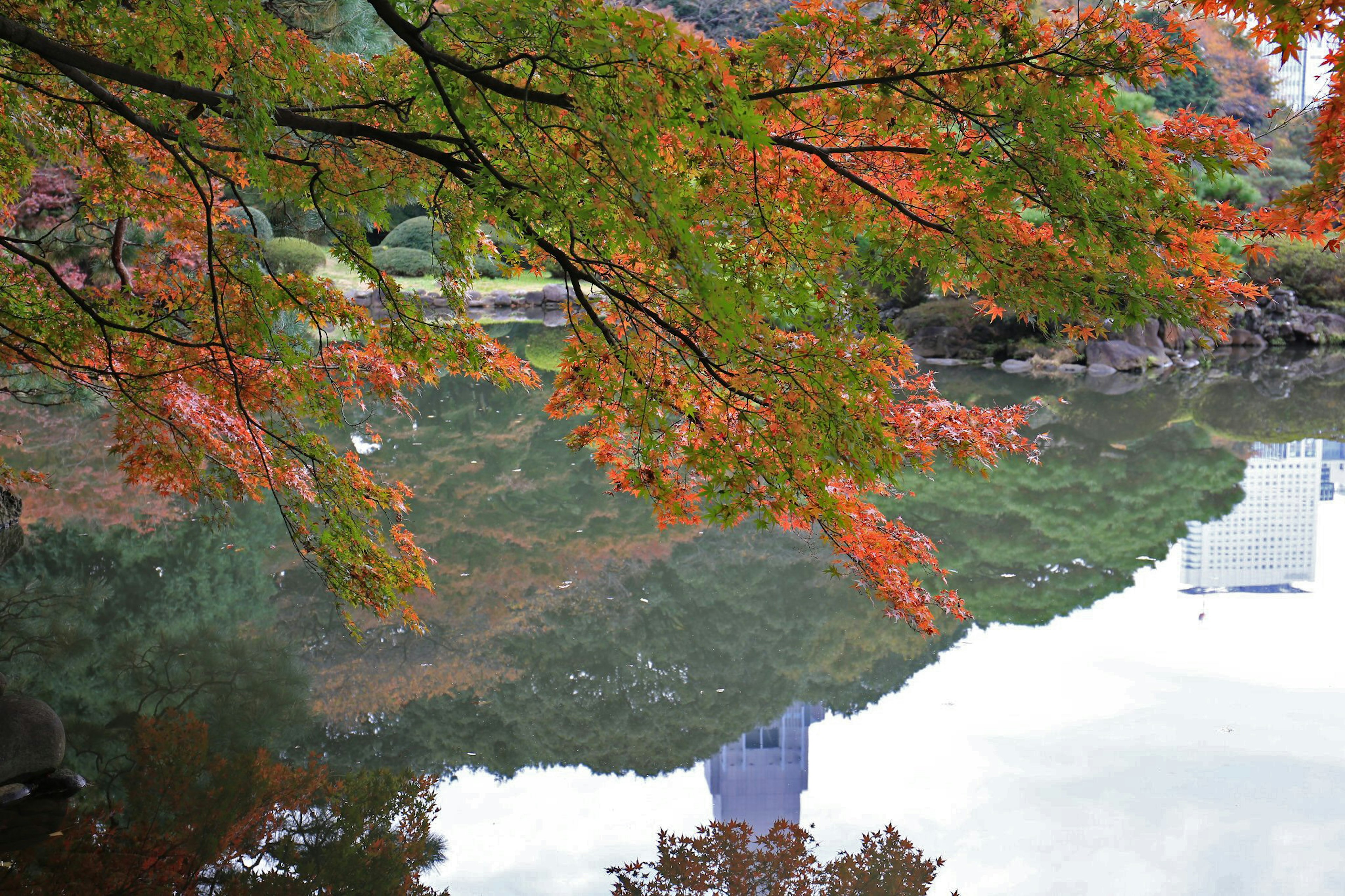 Beautiful autumn leaves reflecting on the water surface