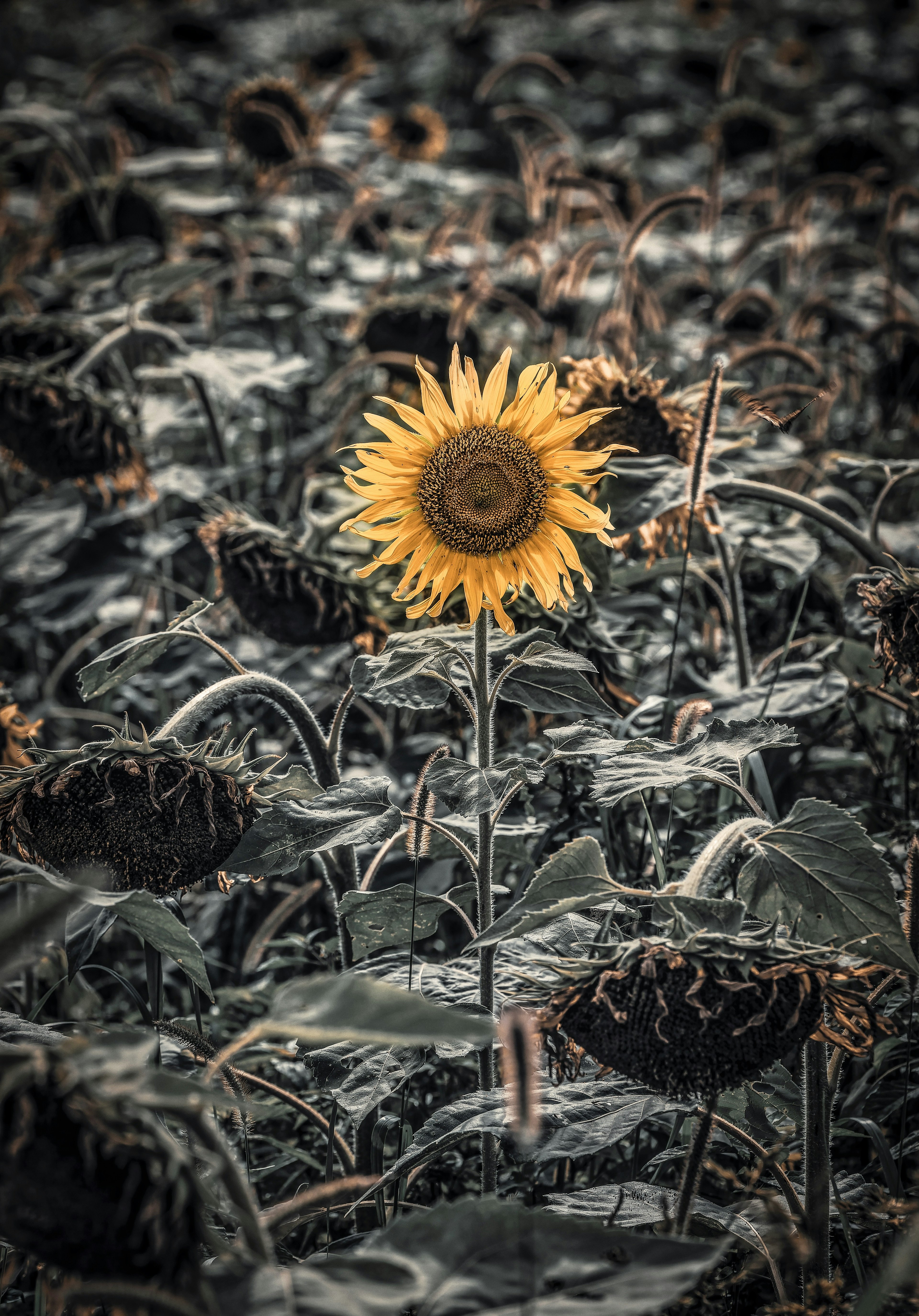 A vibrant yellow sunflower stands out among wilted sunflowers in the background