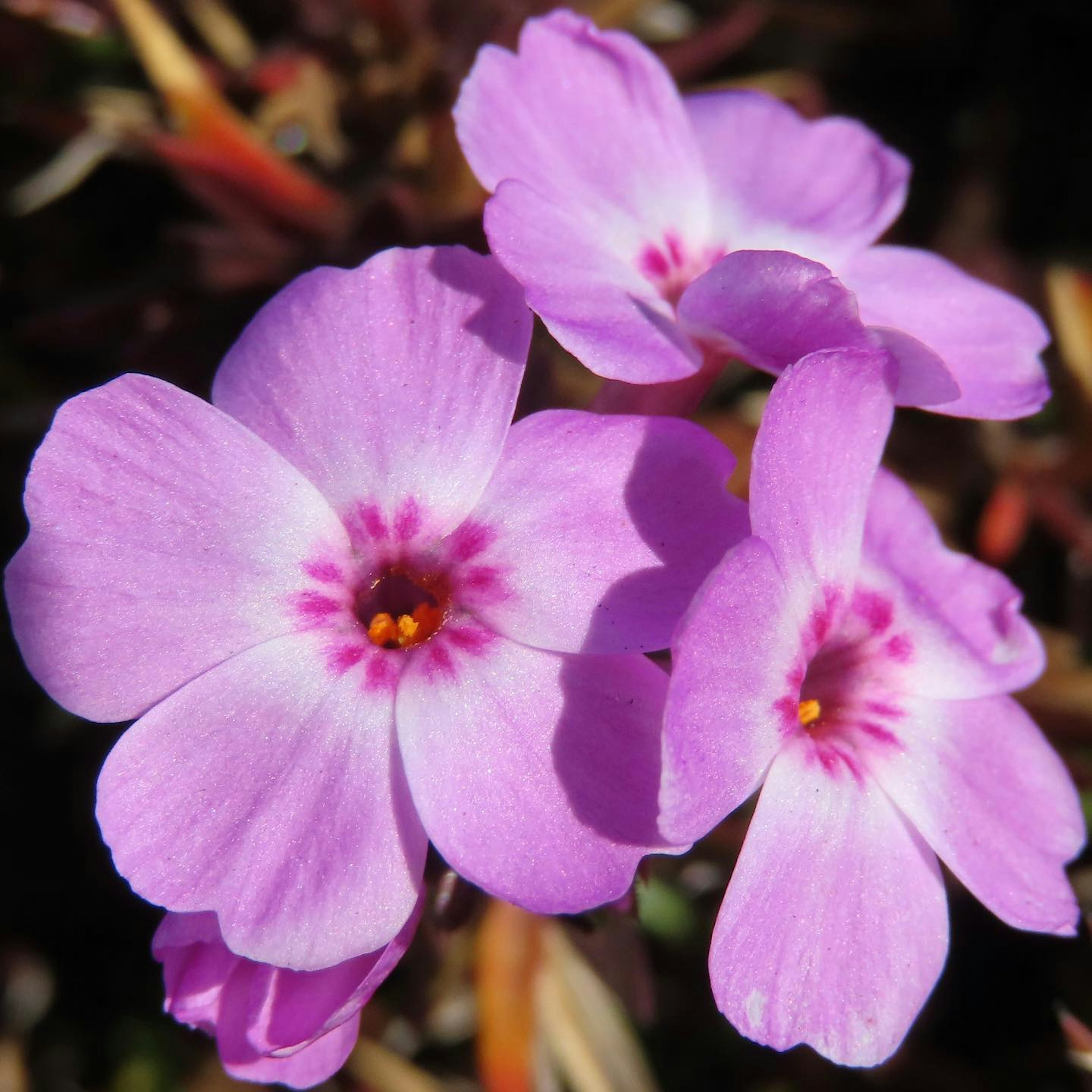 Lebendige rosa Blumen, die zusammengeklumpt sind