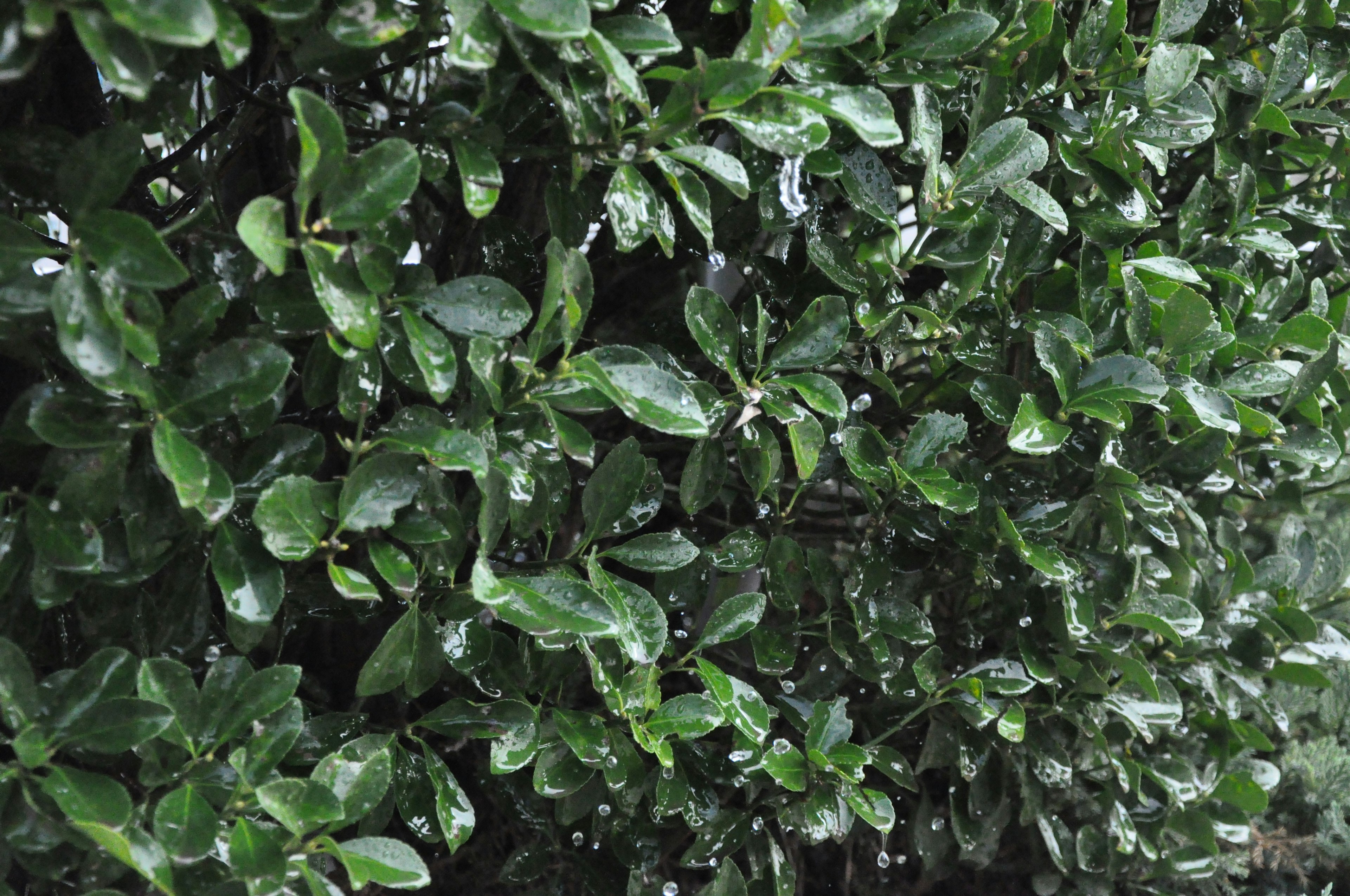 Lush green leaves glistening with raindrops