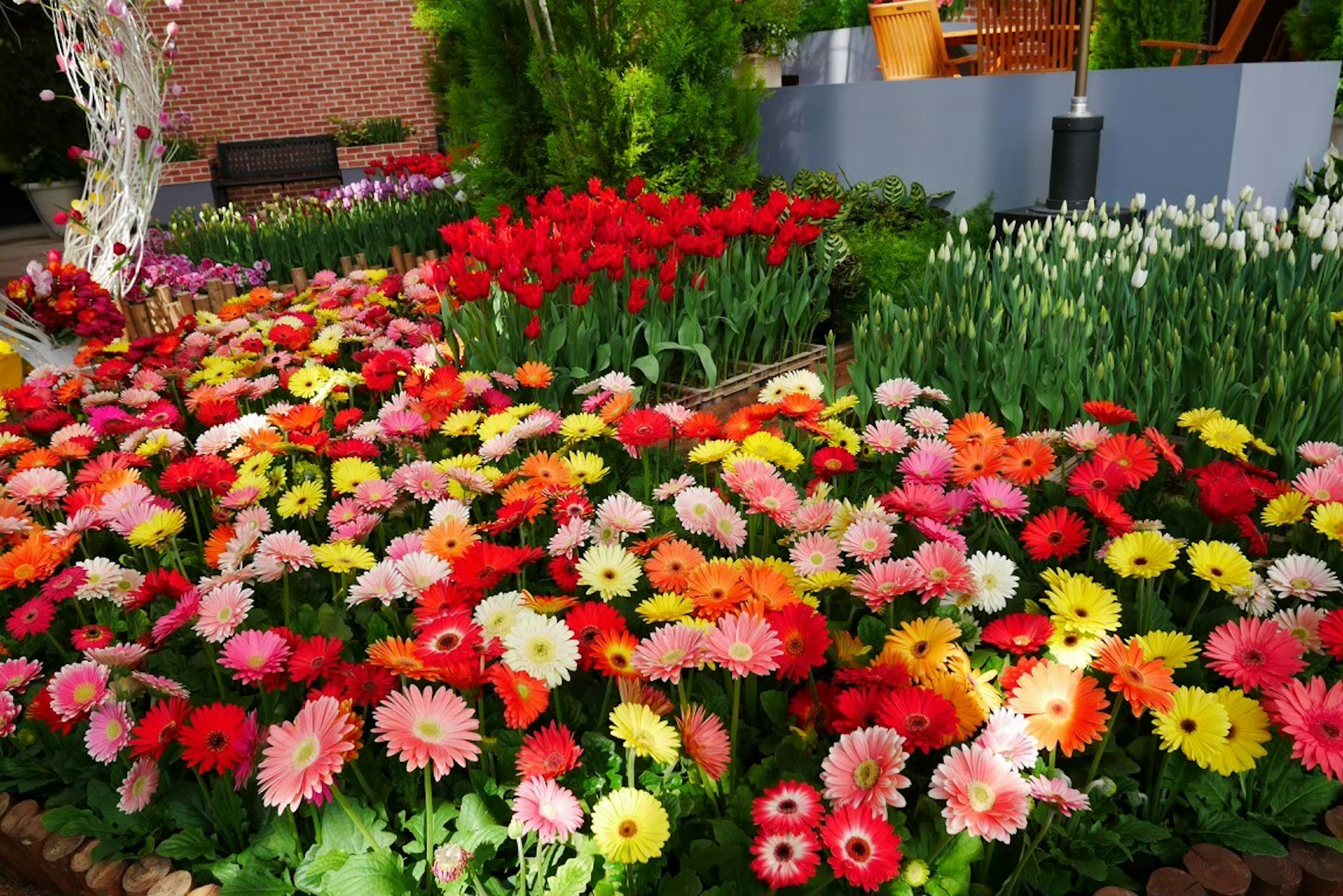 Jardín vibrante lleno de flores coloridas incluyendo gerberas y tulipanes