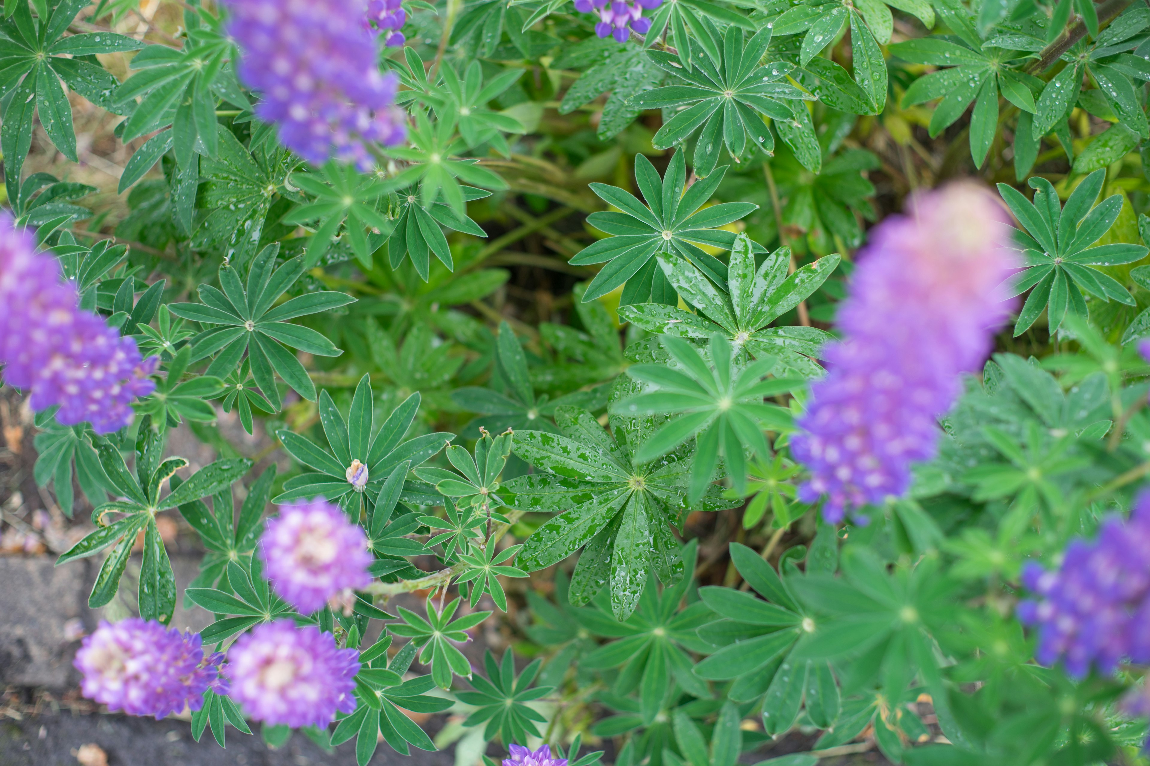 Primo piano di fiori viola e foglie verdi in un giardino