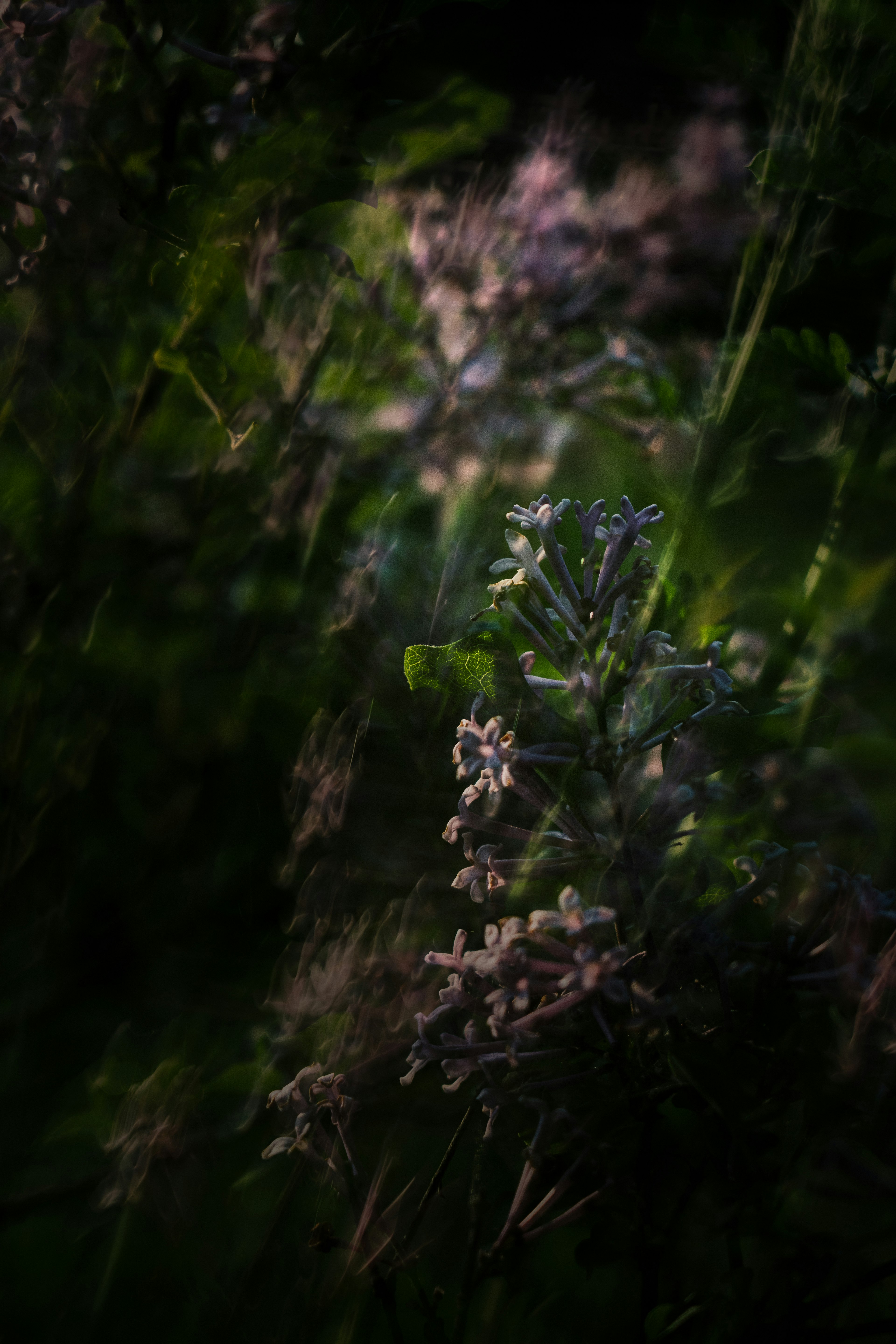 薄暗い背景に咲く淡い色の花々のクローズアップ