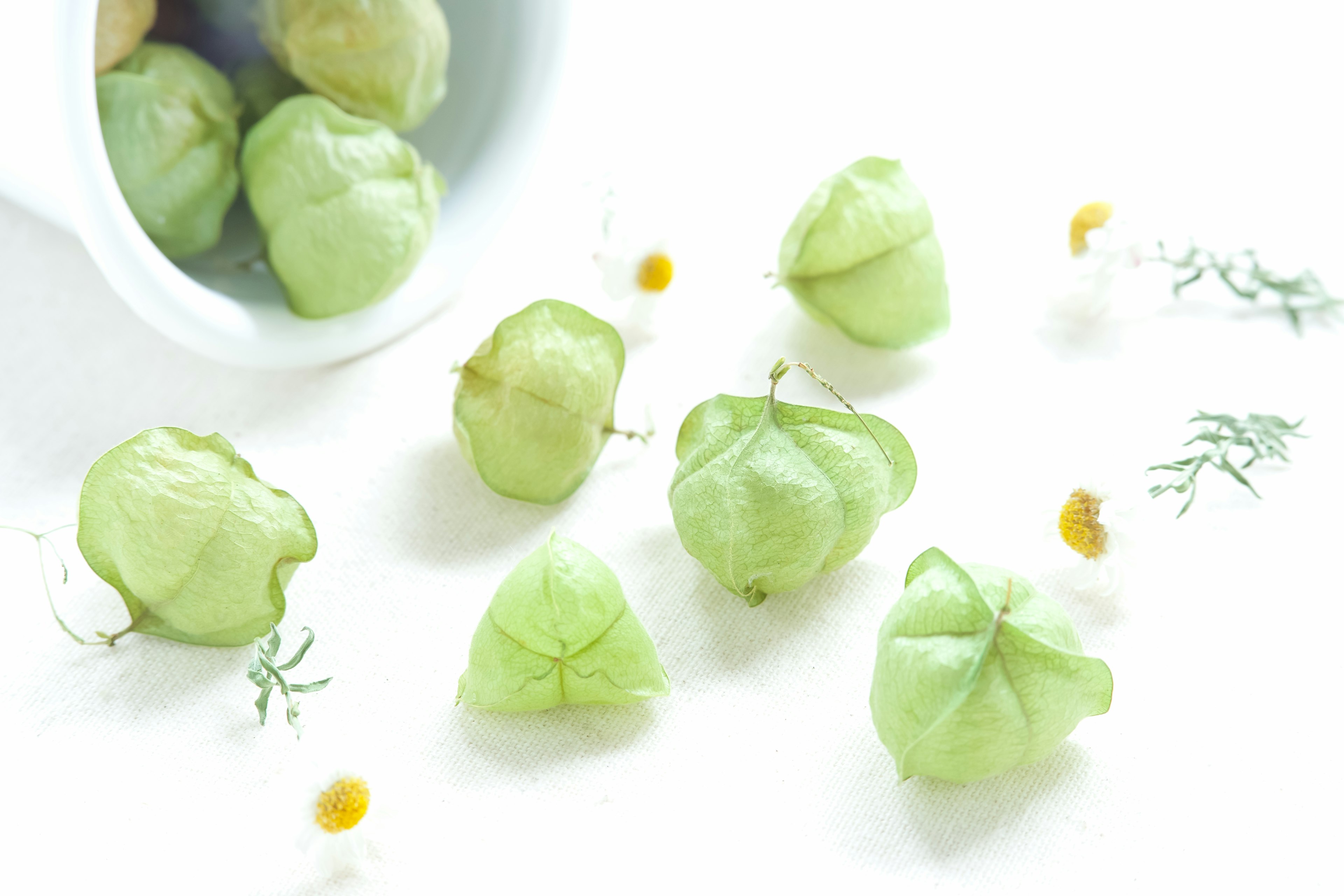 Buah tomatillo yang tersebar di latar belakang putih dengan bunga kecil