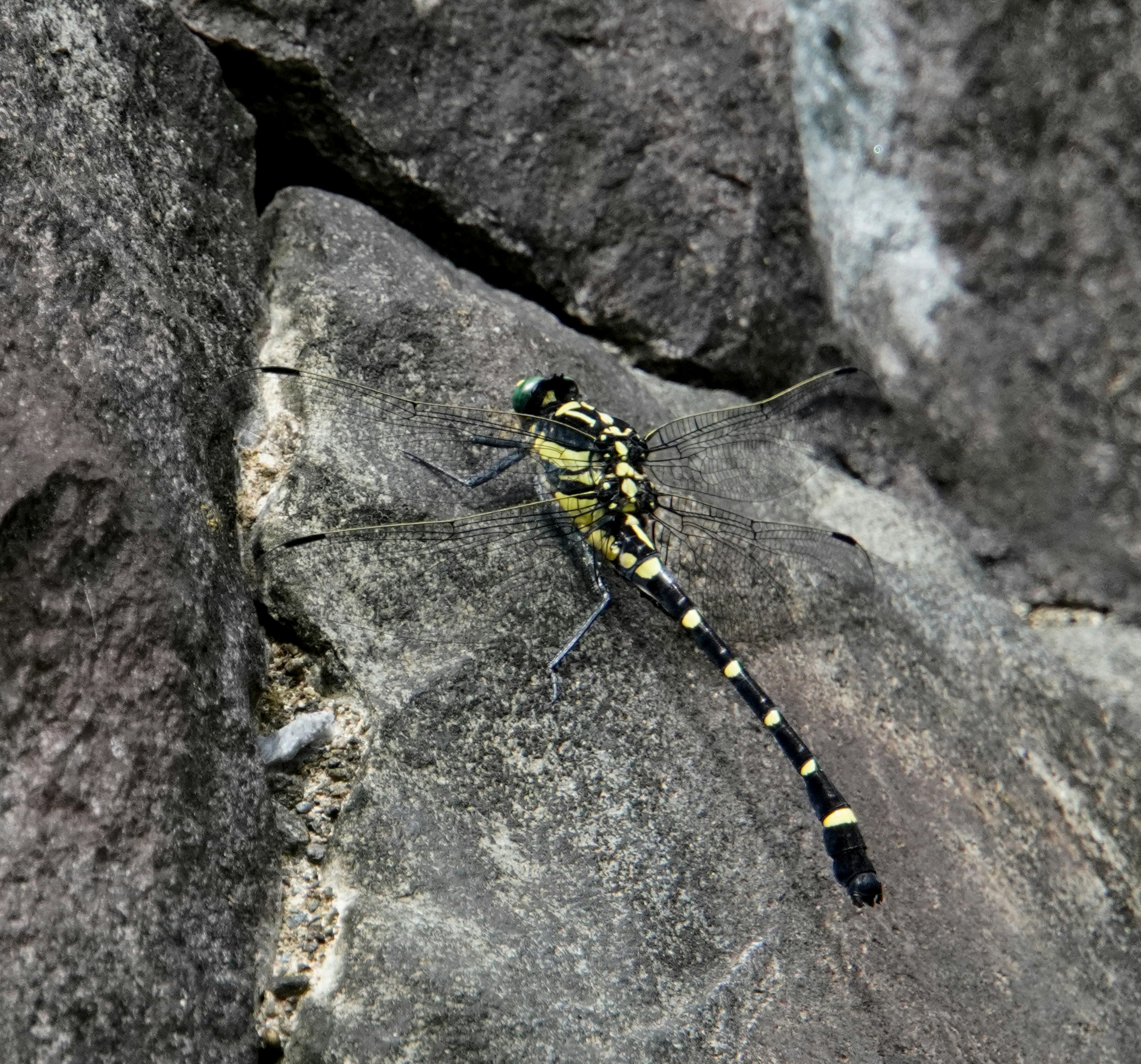 Libellula con segni gialli e neri appoggiata su una roccia