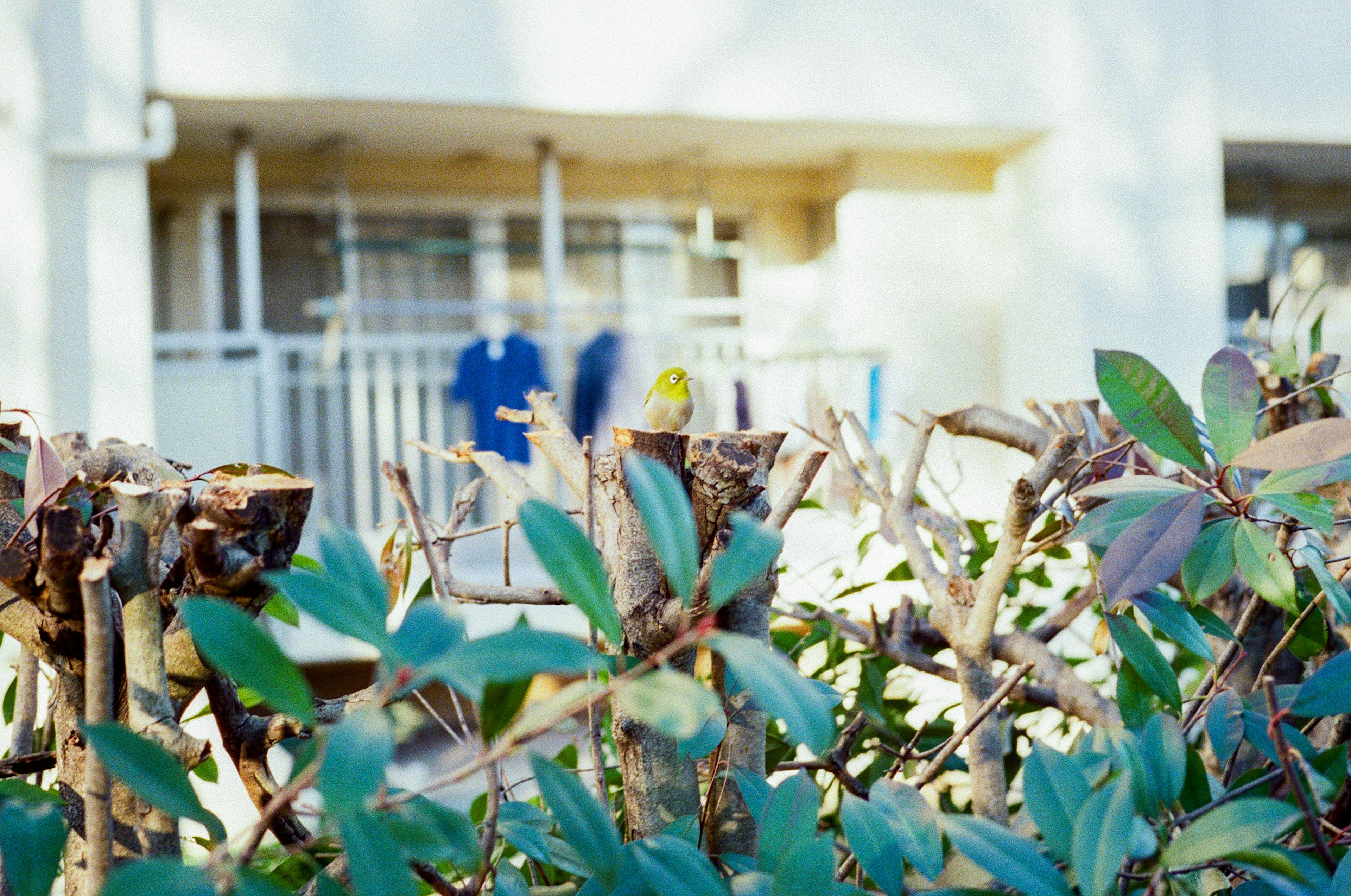 Window with blue clothes hanging surrounded by green leaves