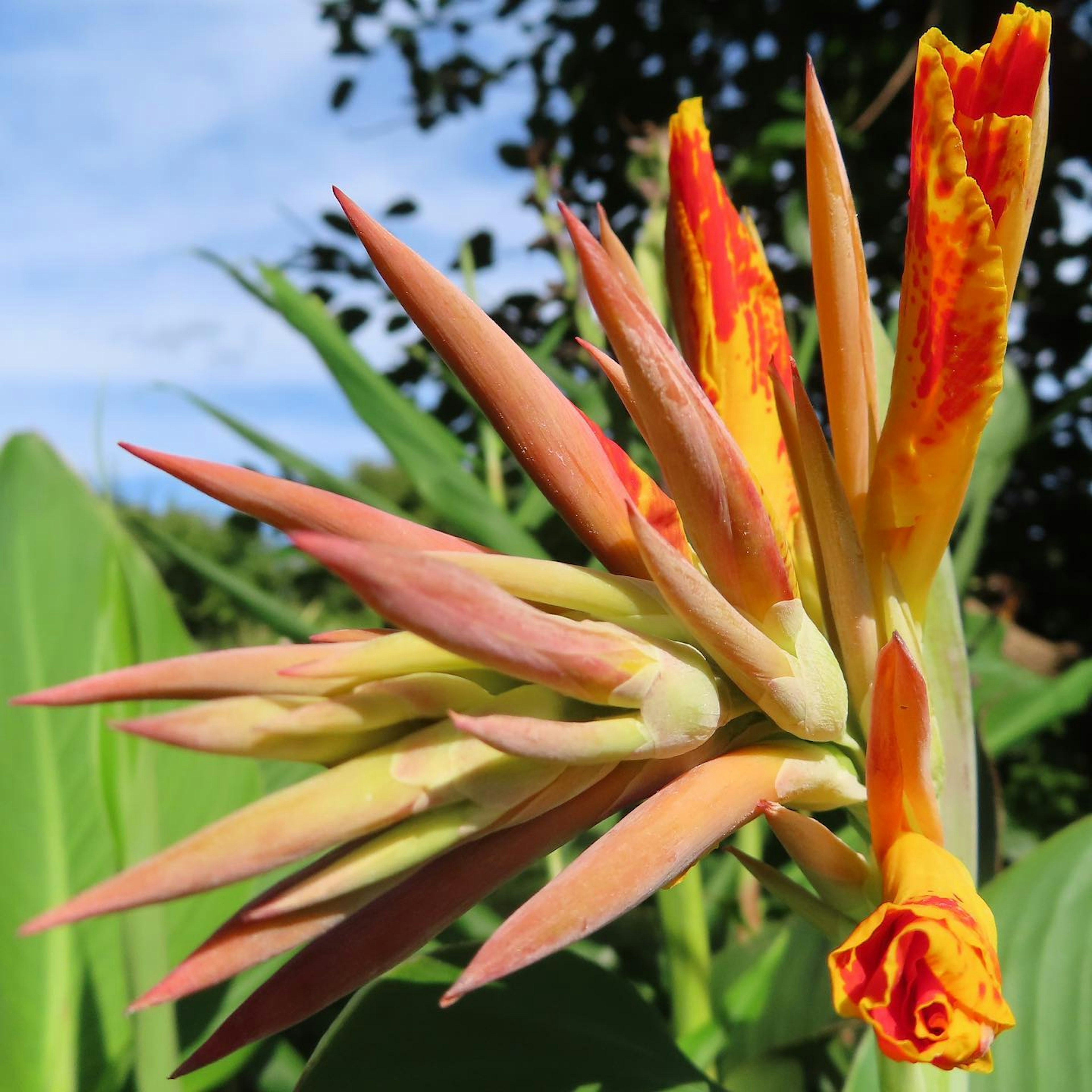 Close-up of a plant featuring vibrant orange and yellow flowers