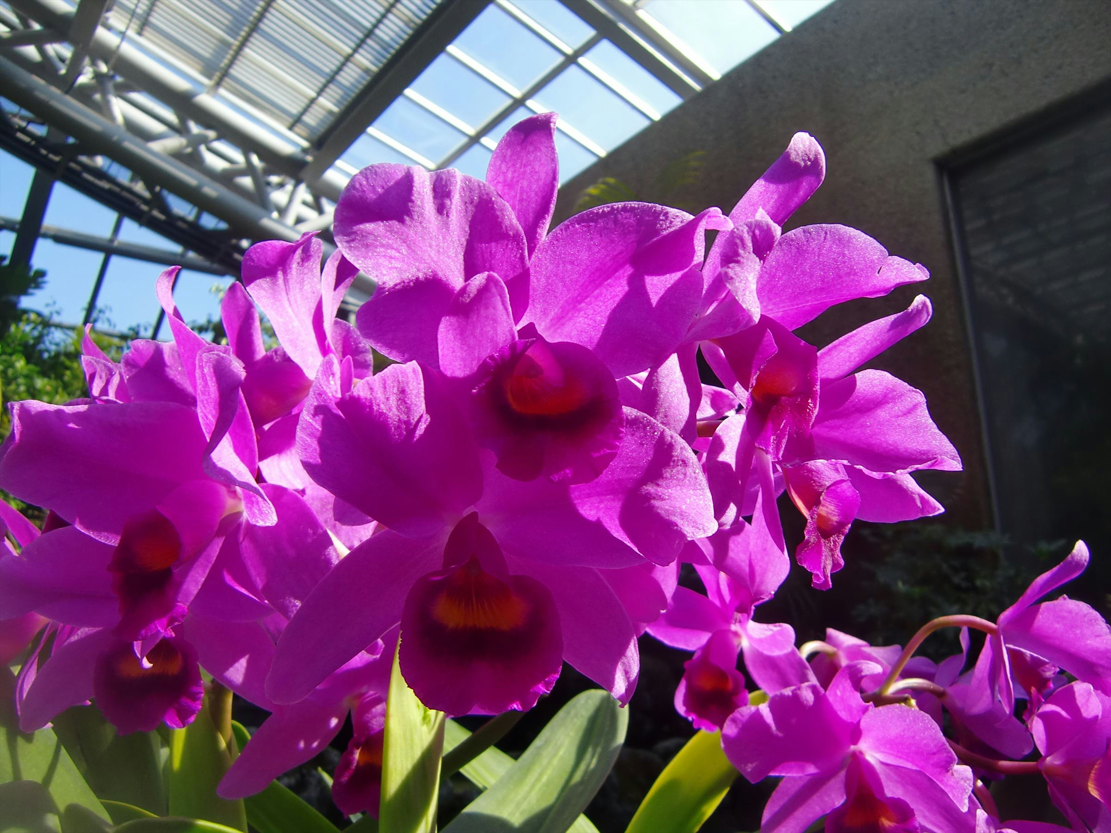 Orquídeas moradas vibrantes floreciendo dentro de un invernadero