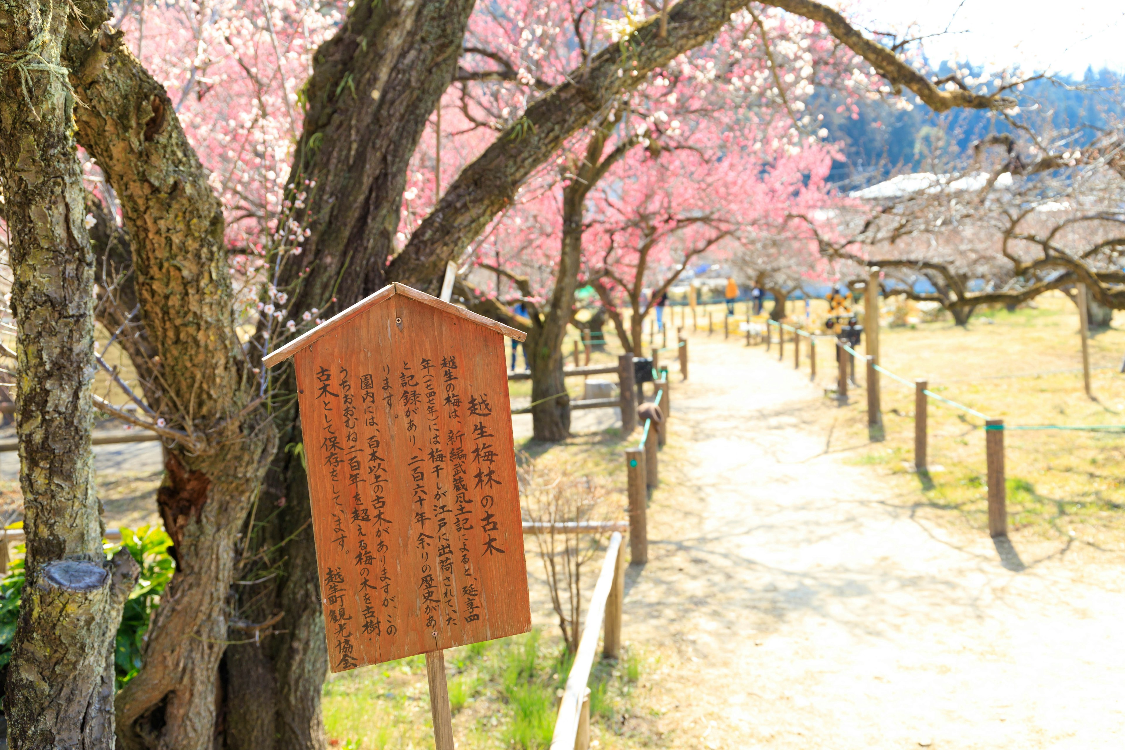 Scenic view with cherry blossom trees and a wooden sign