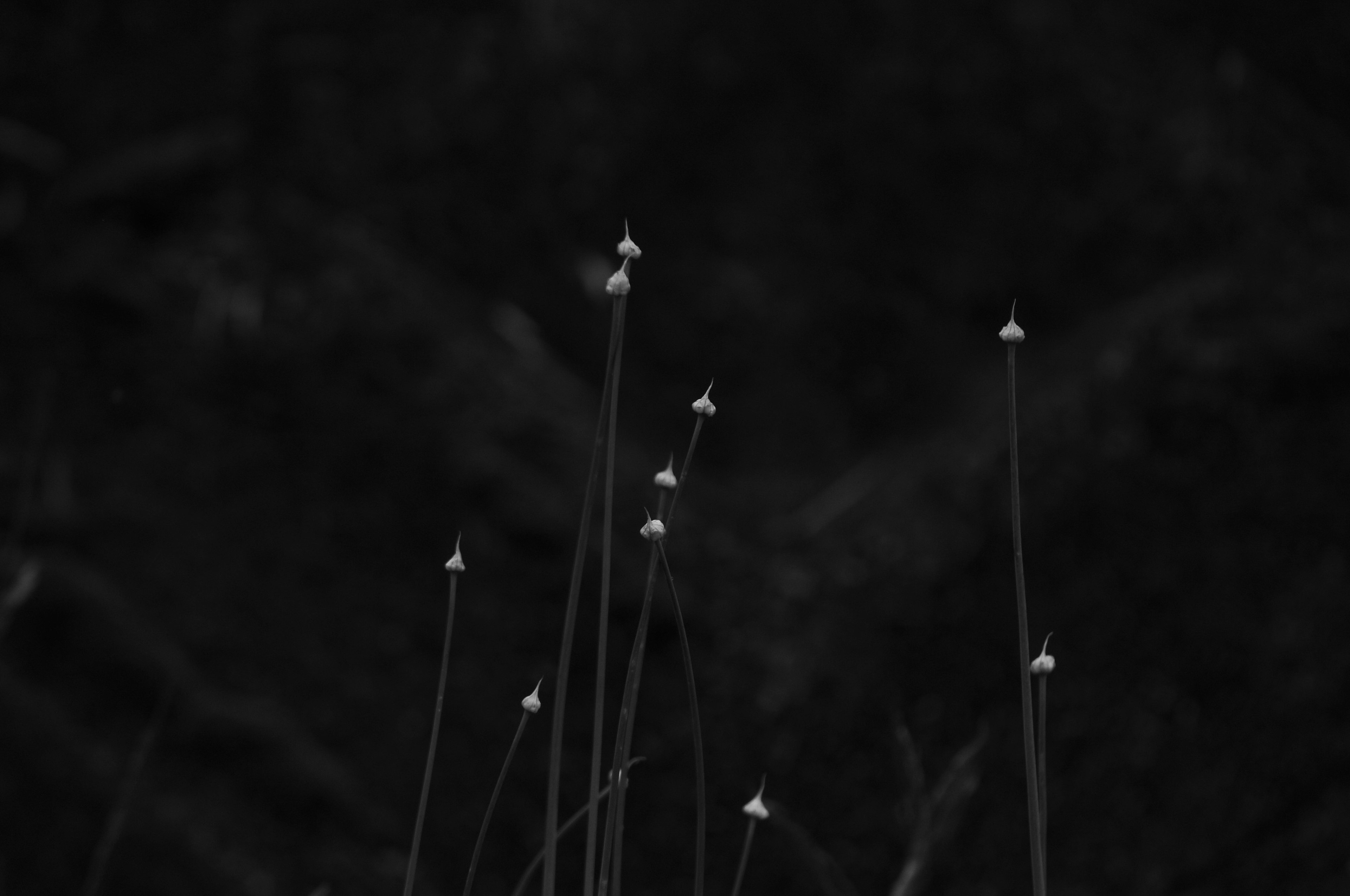 Tallos delgados con botones blancos sobre un fondo oscuro