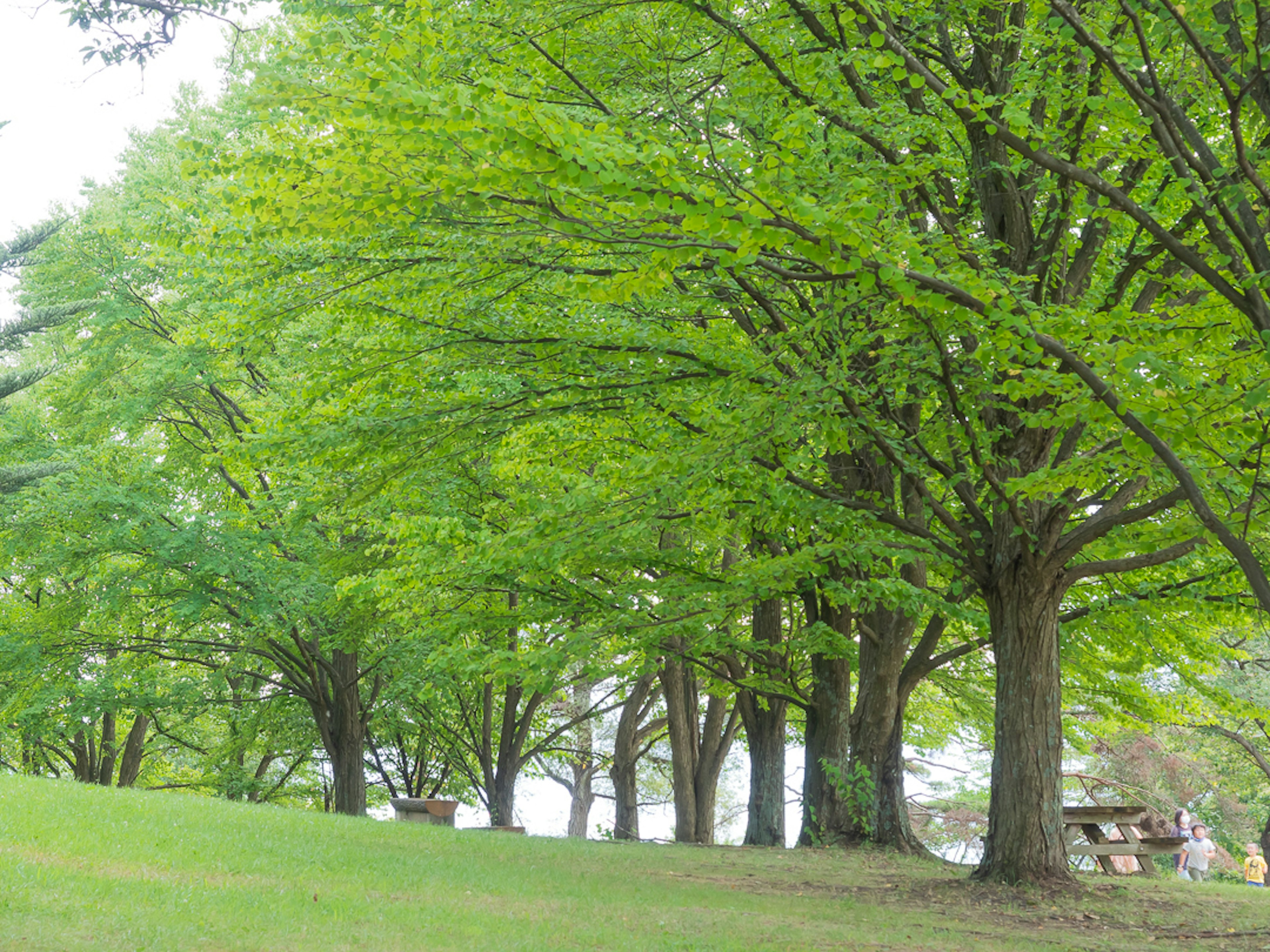 Üppige grüne Bäume säumen eine Parklandschaft