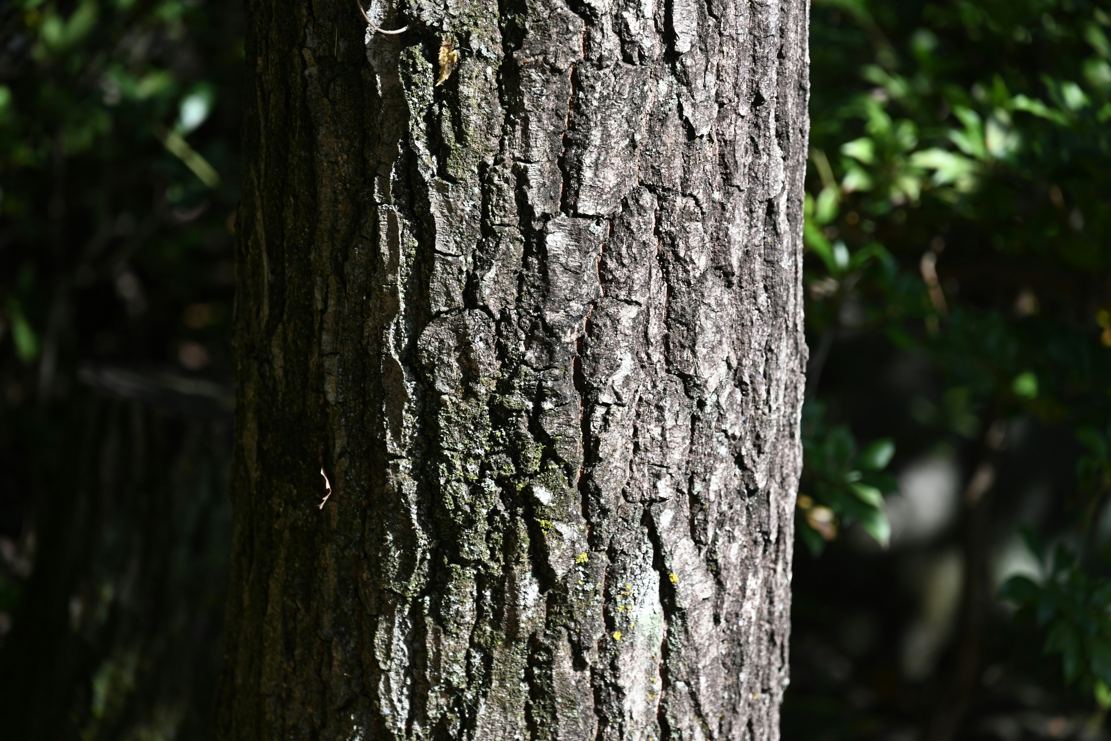 Close-up of a tree trunk showcasing its detailed texture and patterns