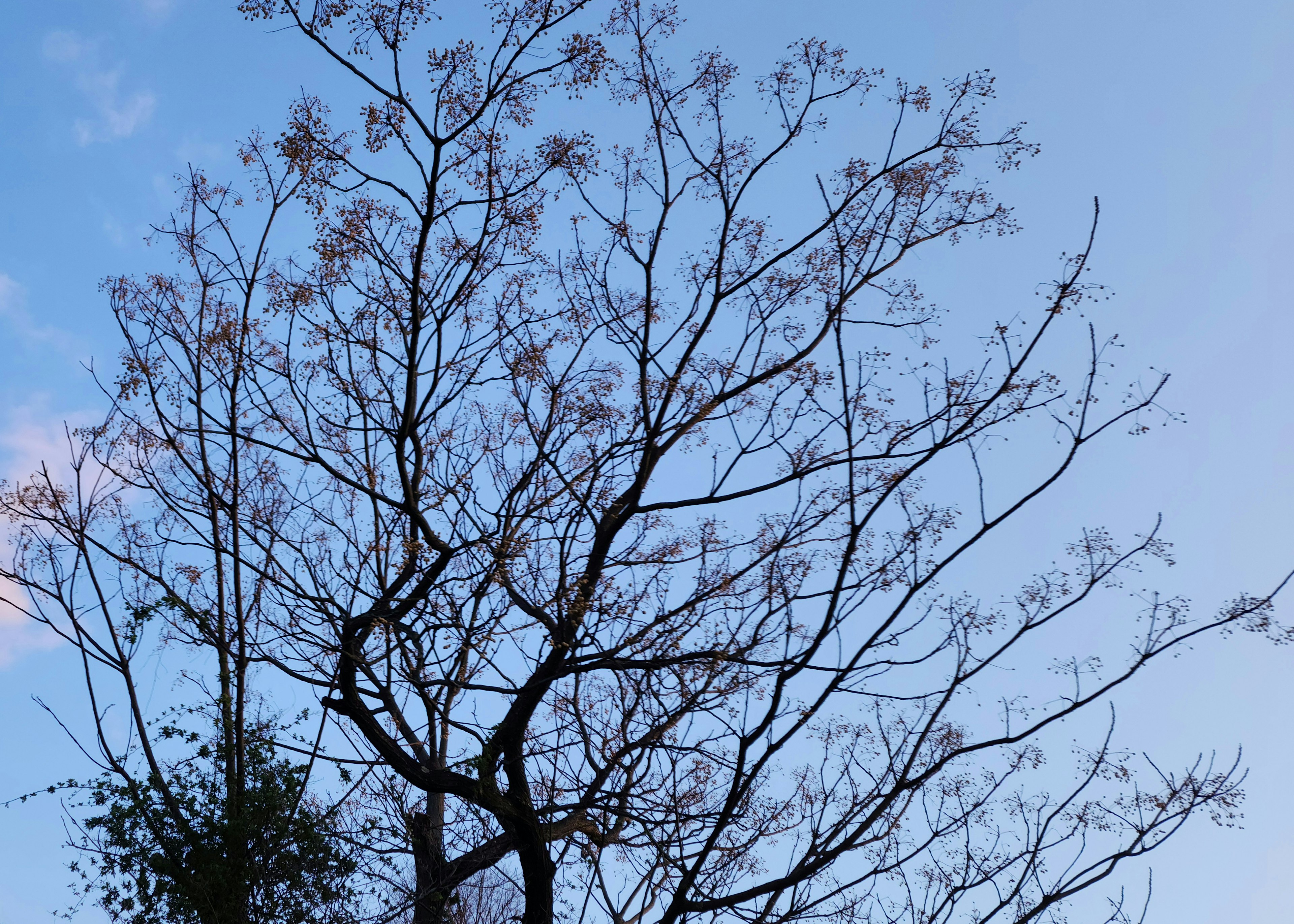 Silhouette of a slender tree against a blue sky