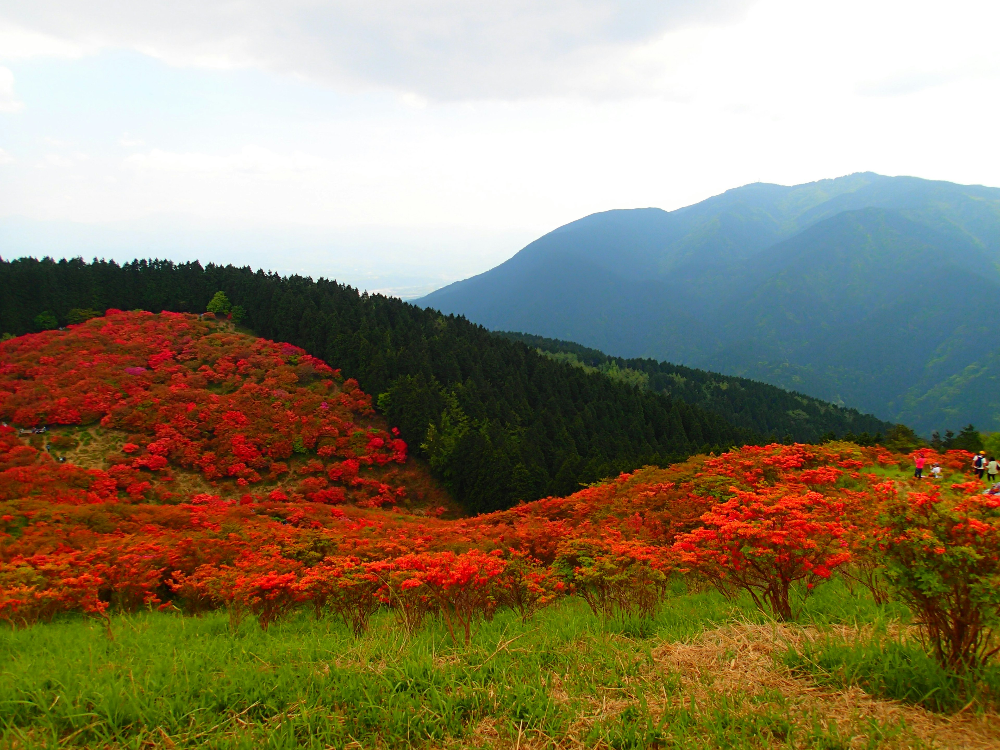 美麗的山景，生機勃勃的紅色葉子