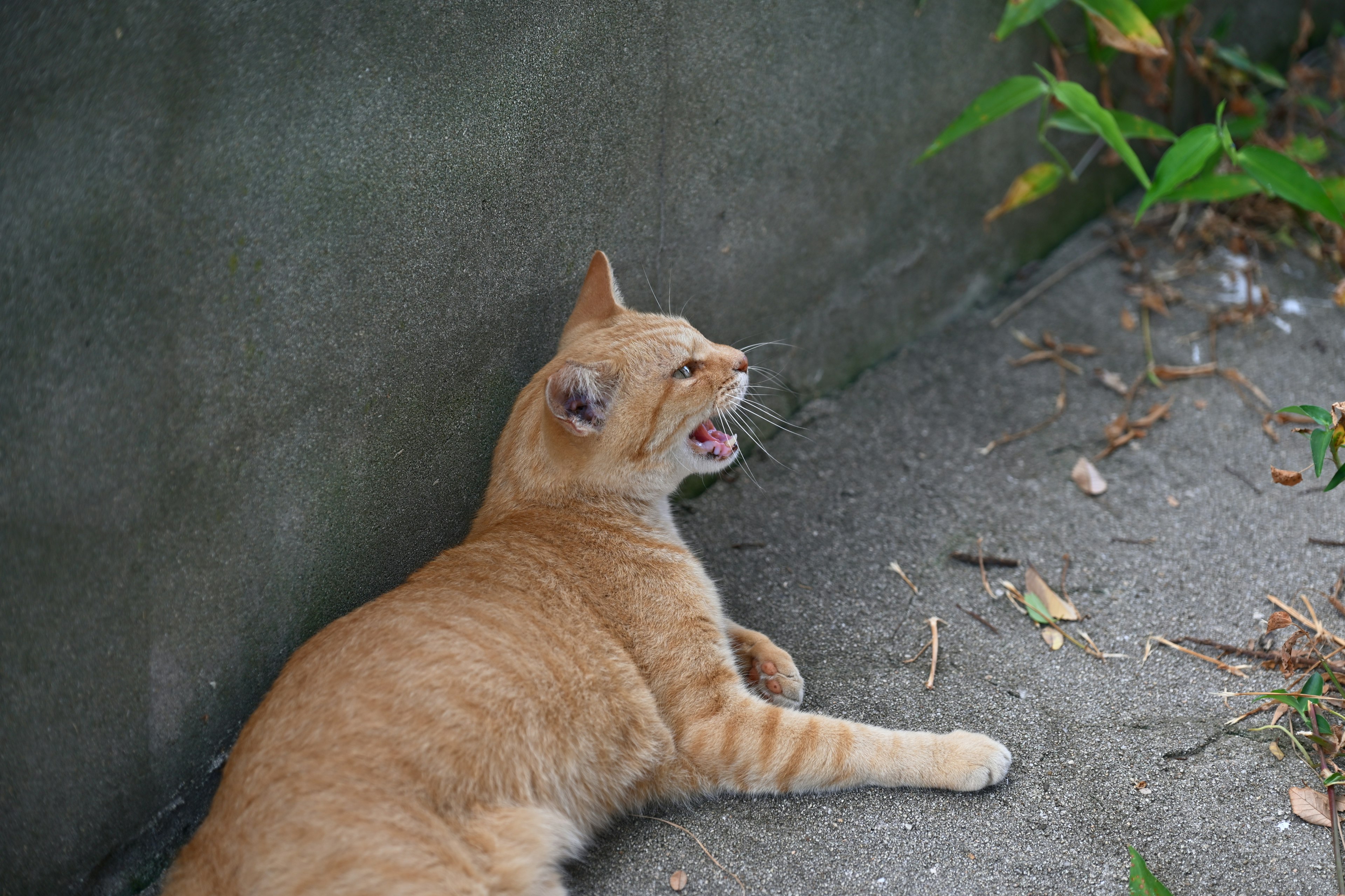 Un gatto arancione sdraiato contro un muro con la bocca aperta