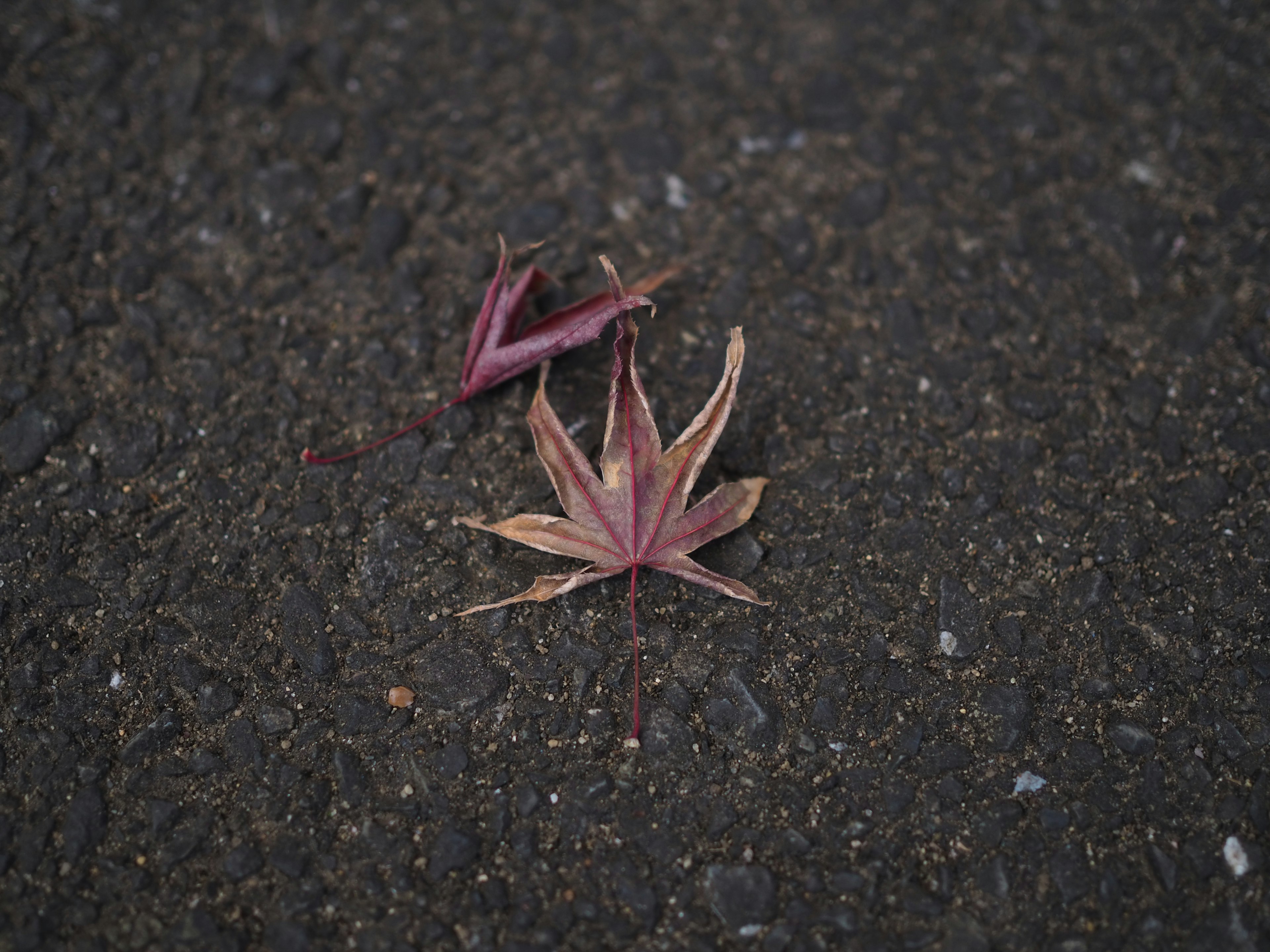 深色路面上的红色落叶