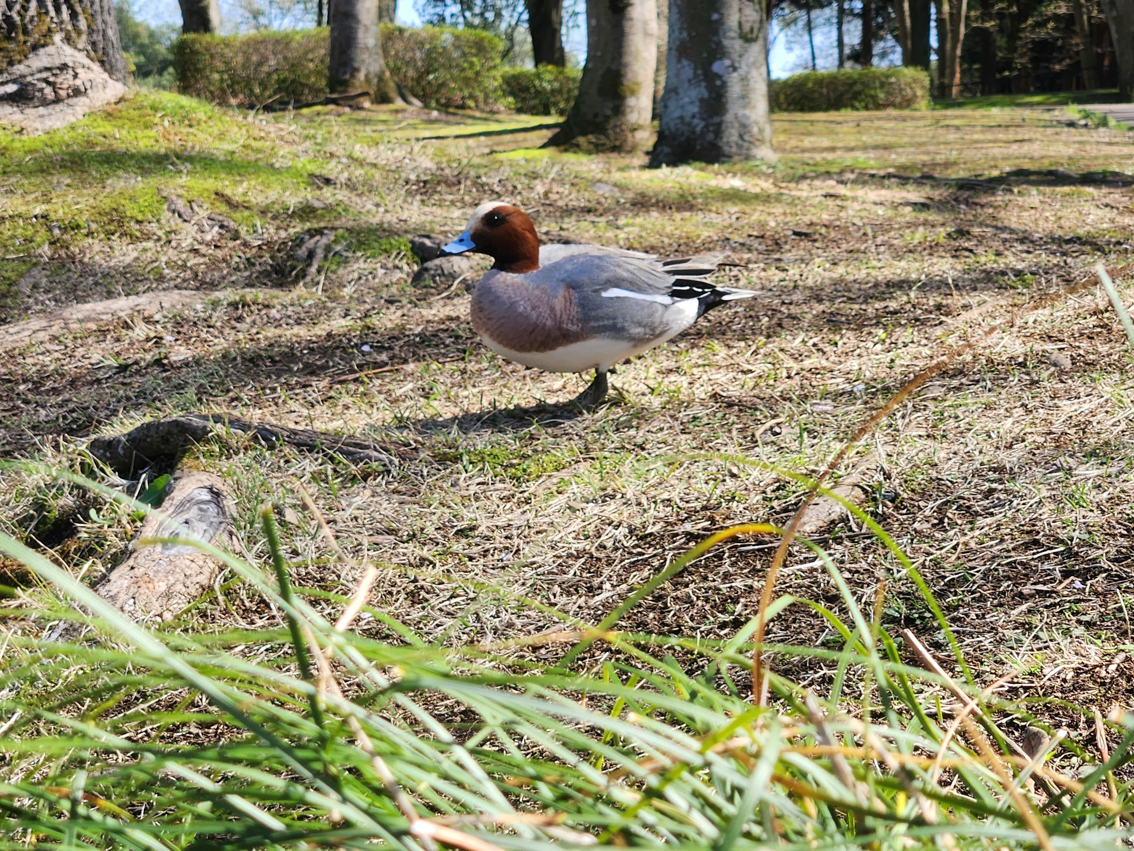 Un'anatra in piedi su terreno erboso in un parco