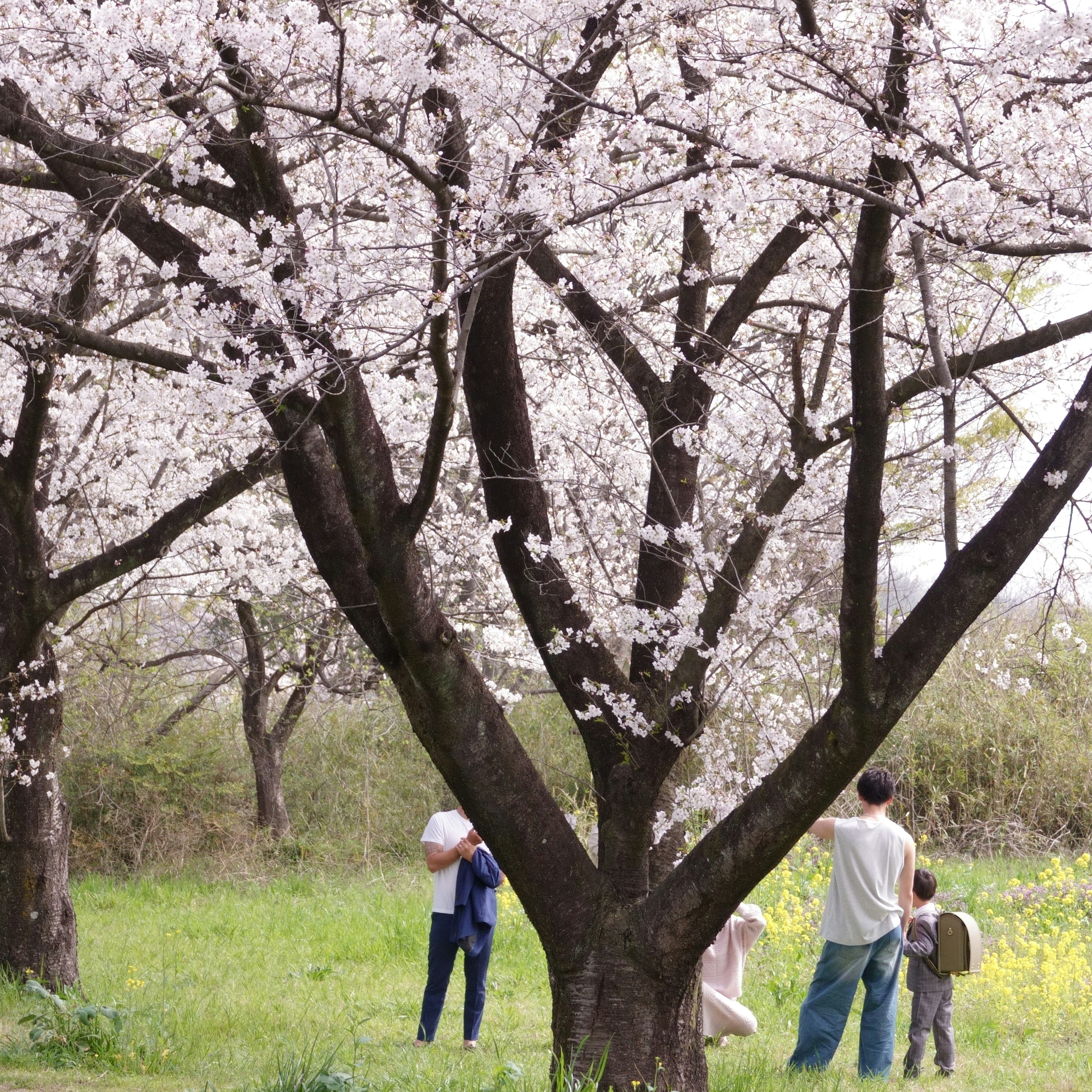 Family enjoying a day under cherry blossom trees