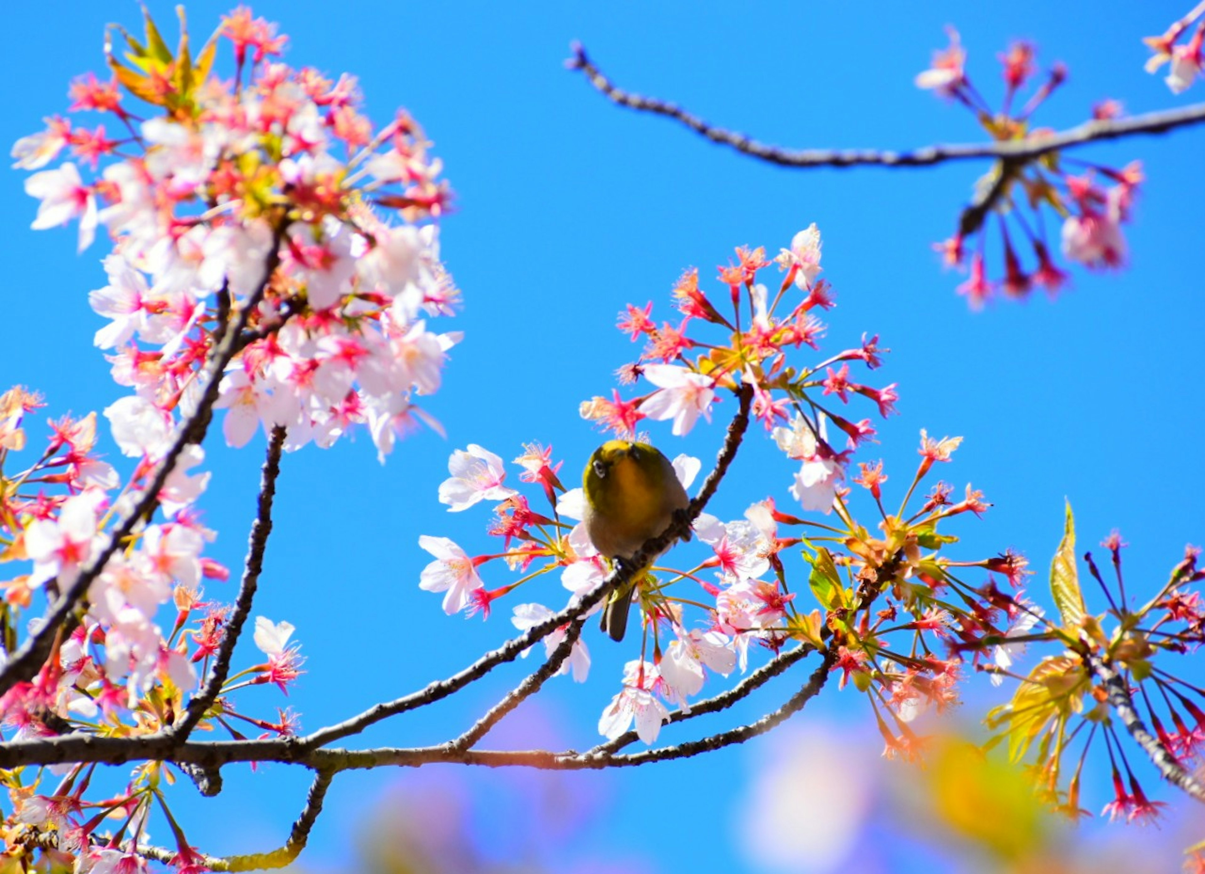 Pemandangan indah dengan bunga sakura dan burung kecil di bawah langit biru