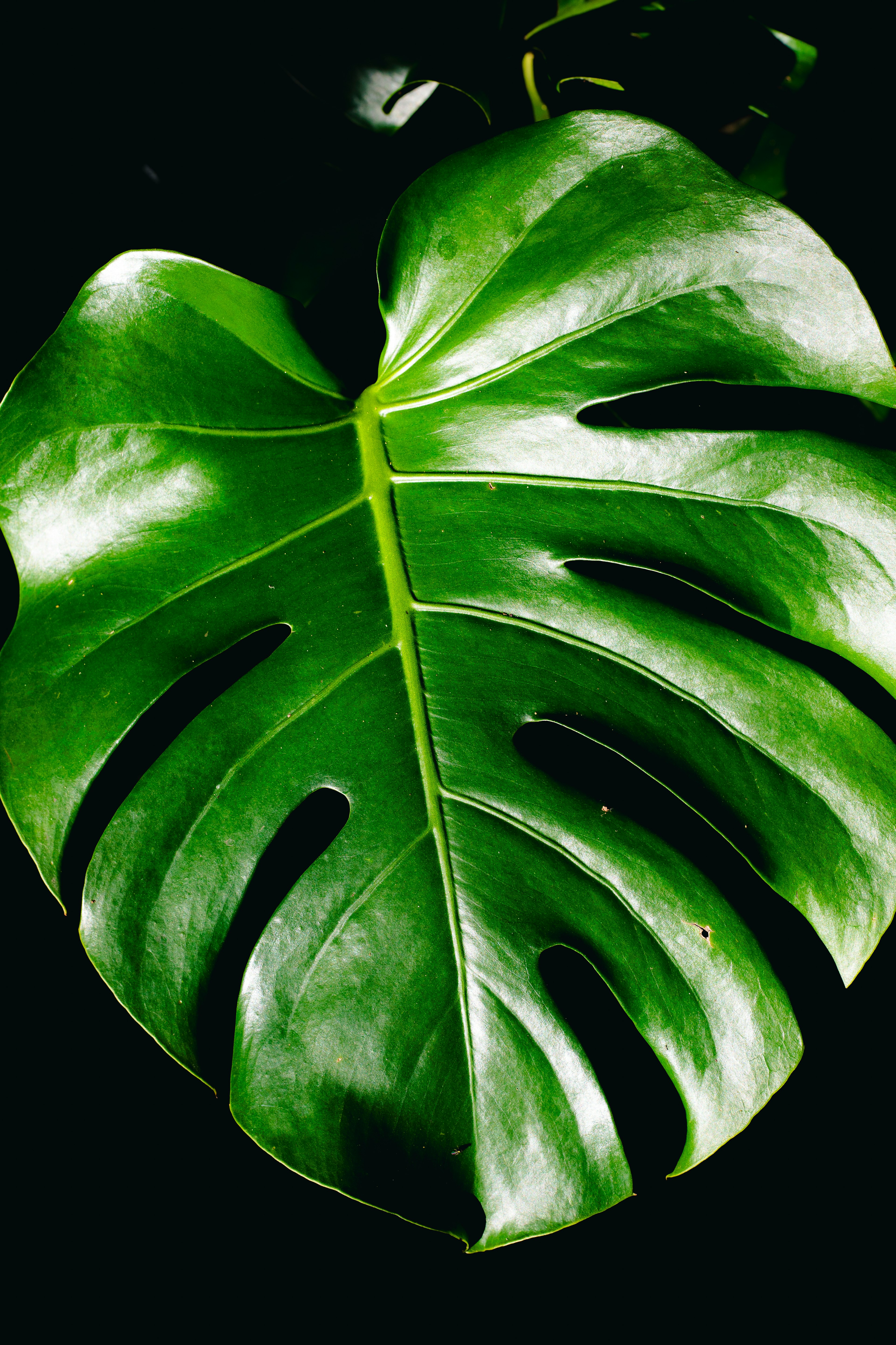 Close-up image of a green Monstera leaf