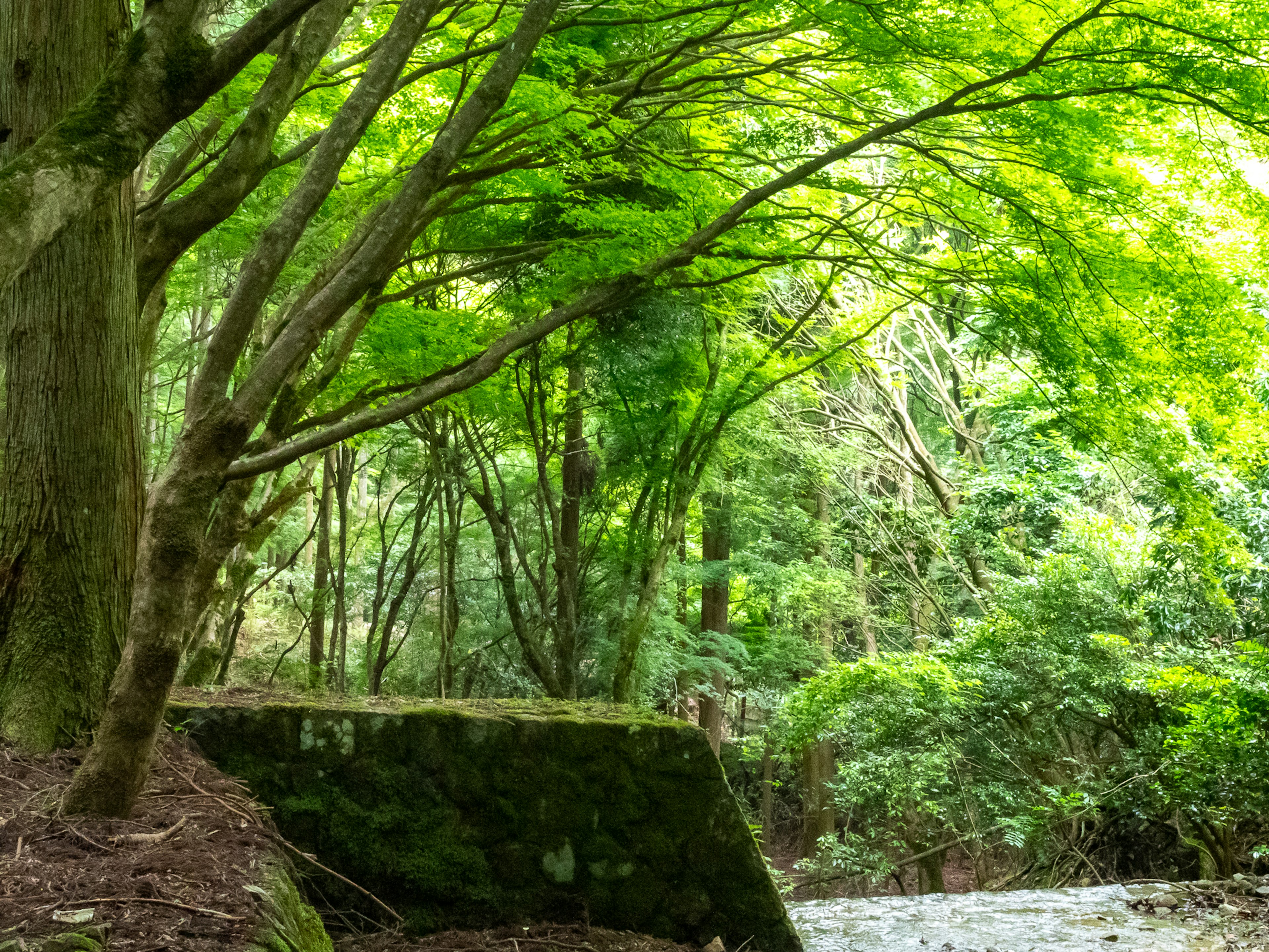 Scena di foresta verde lussureggiante con muro di pietra e alberi