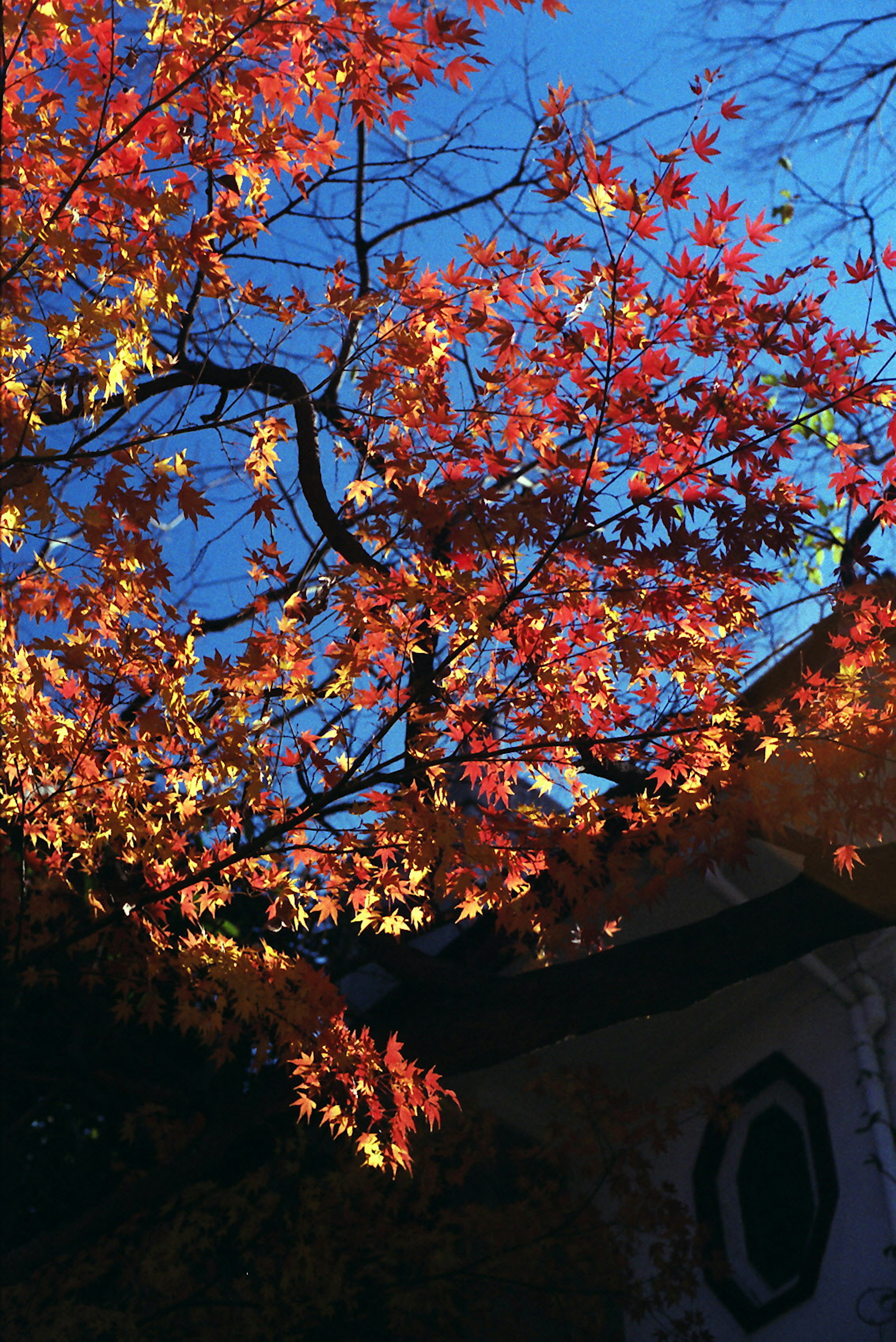 Vibrant autumn leaves against a blue sky with part of a building