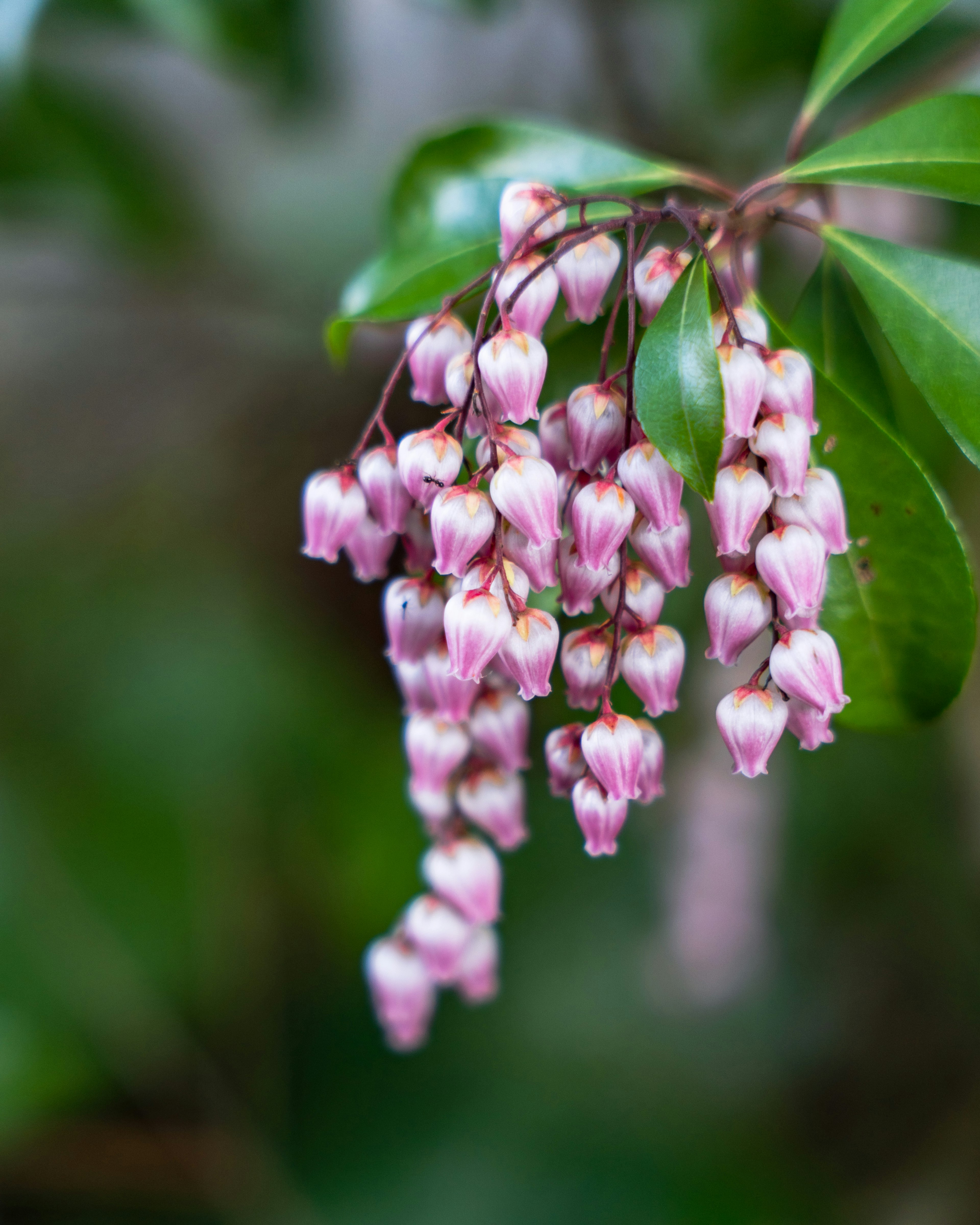 薄いピンク色の花が房状に垂れ下がっている植物のクローズアップ