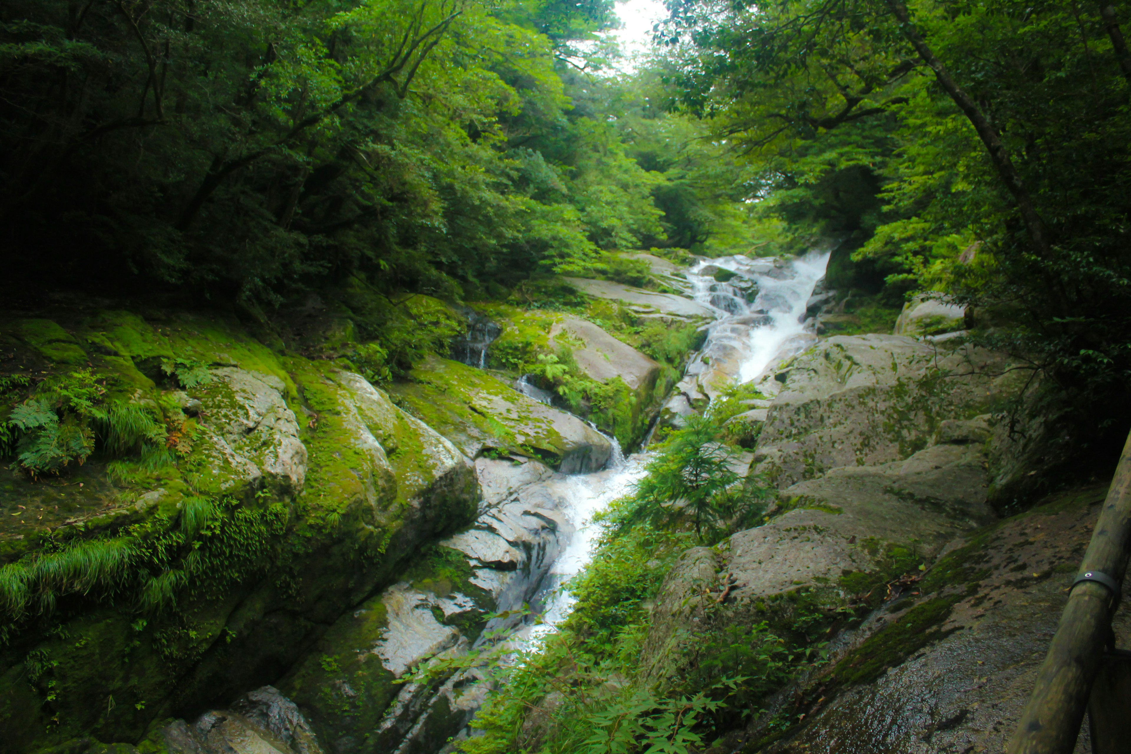 A serene waterfall cascading over rocks surrounded by lush greenery