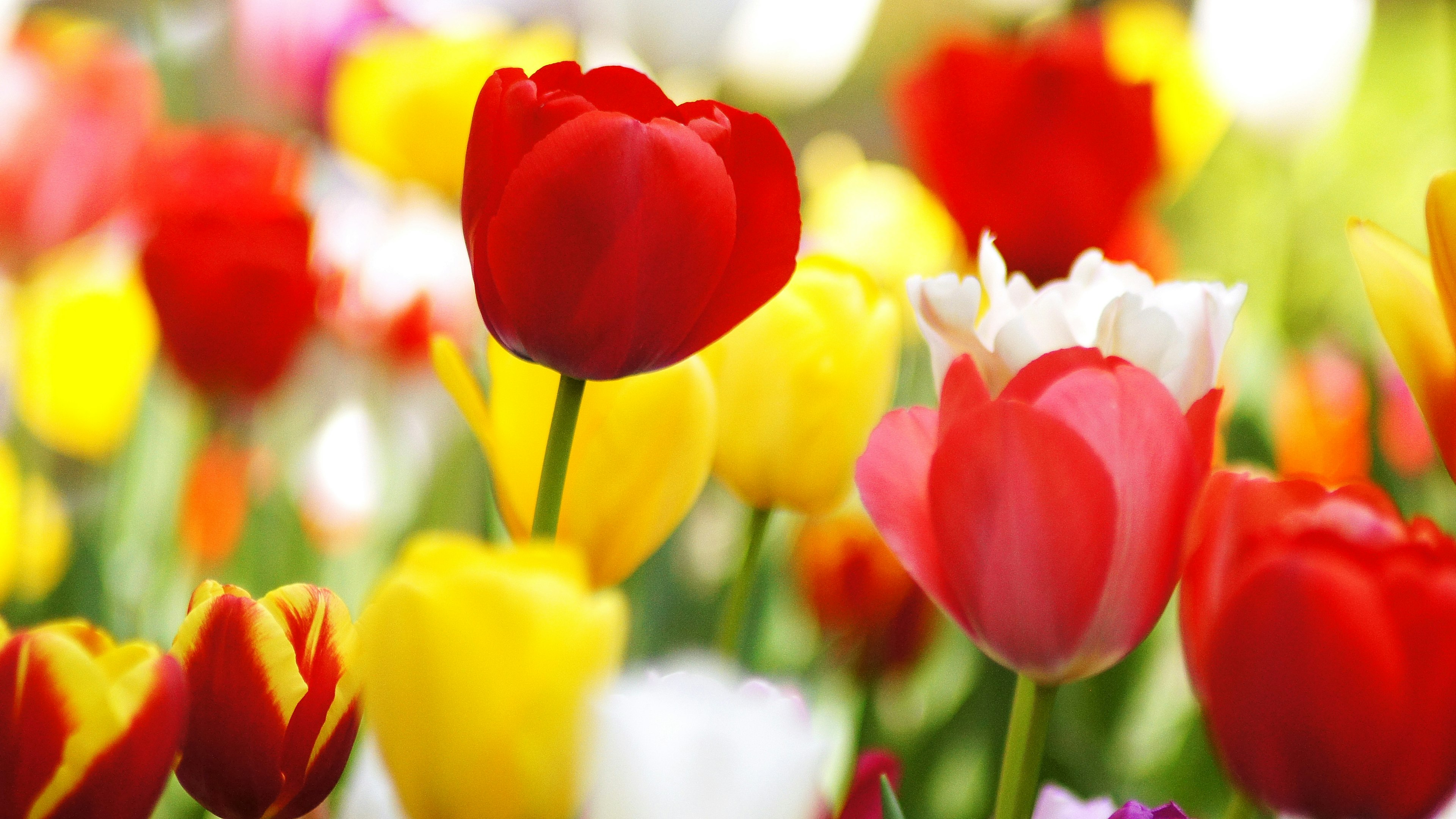 A vibrant field of blooming tulips in various colors