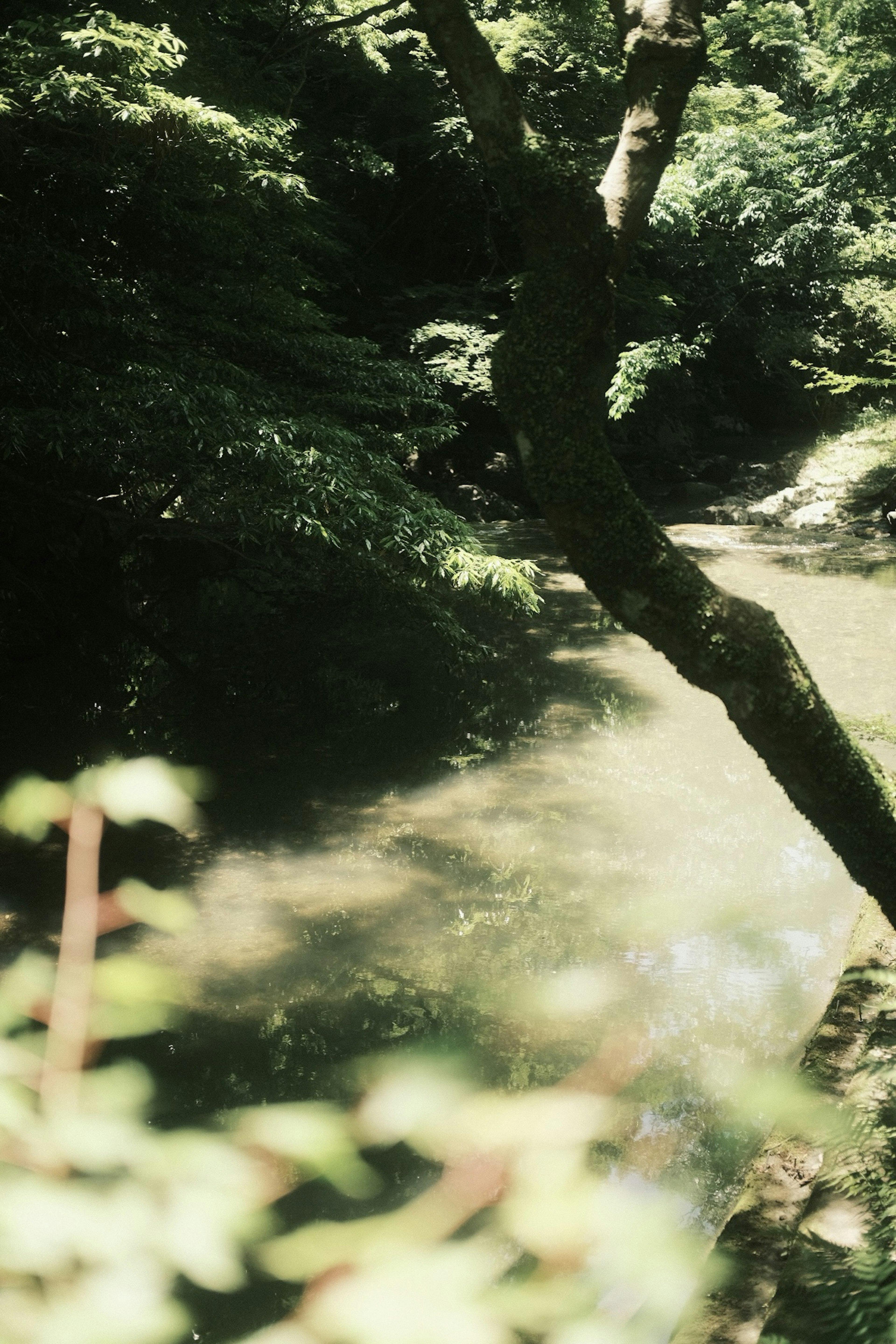 緑豊かな木々に囲まれた穏やかな小川の風景