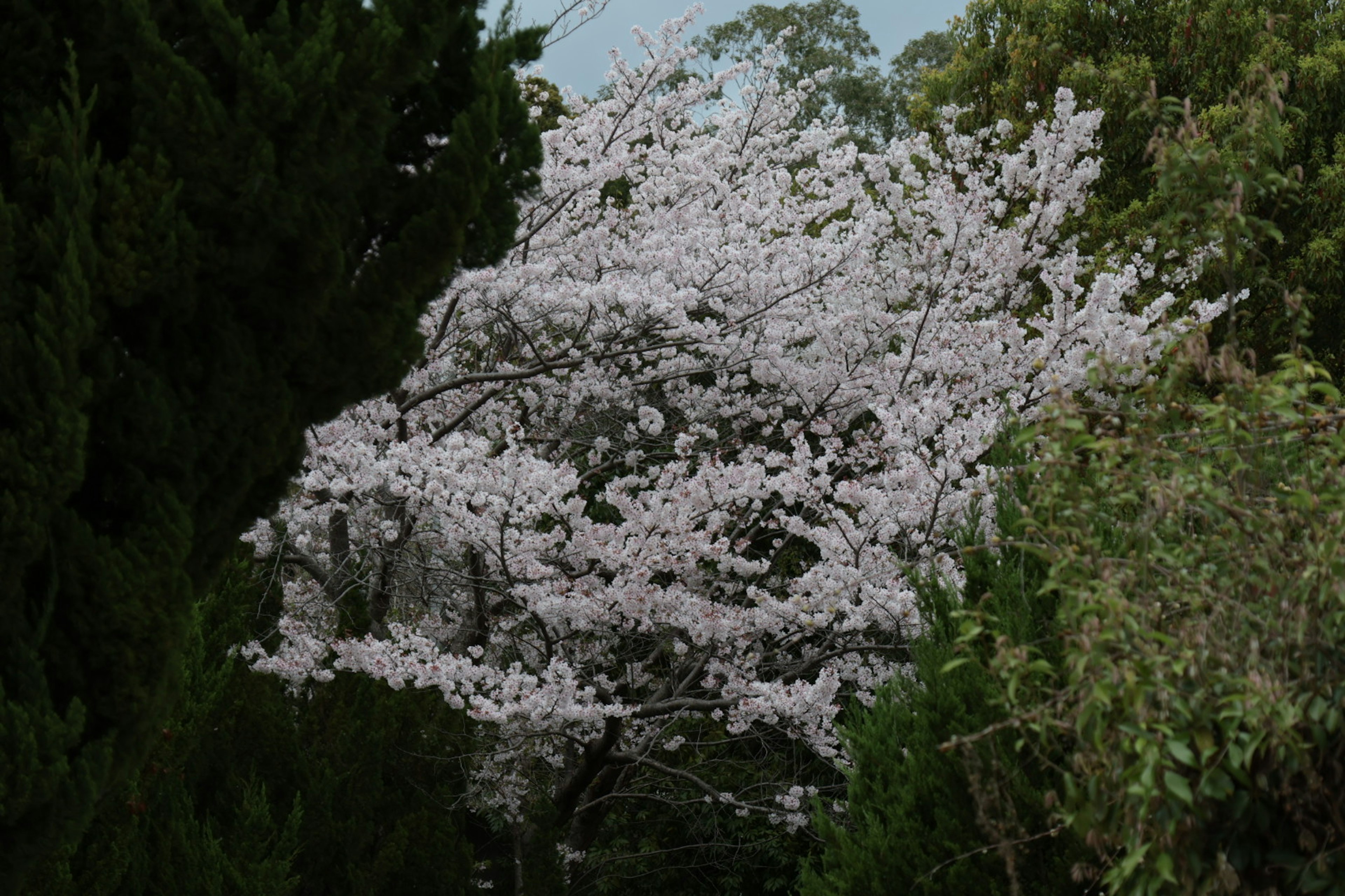 ทิวทัศน์ที่สวยงามของต้นซากุระที่บานเต็มที่ล้อมรอบด้วยต้นไม้สีเขียว