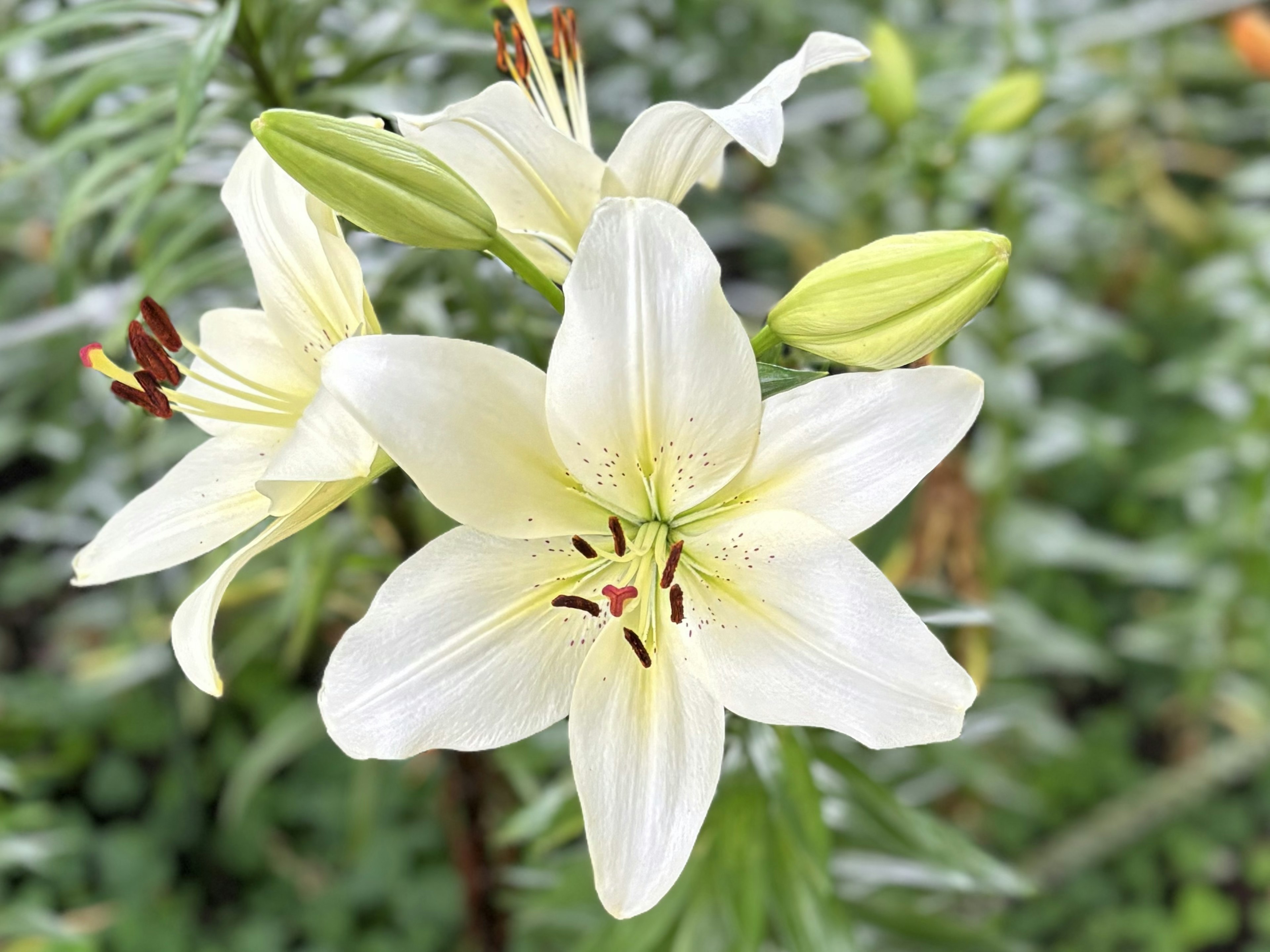 Imagen de primer plano de flores de lirio blancas en flor