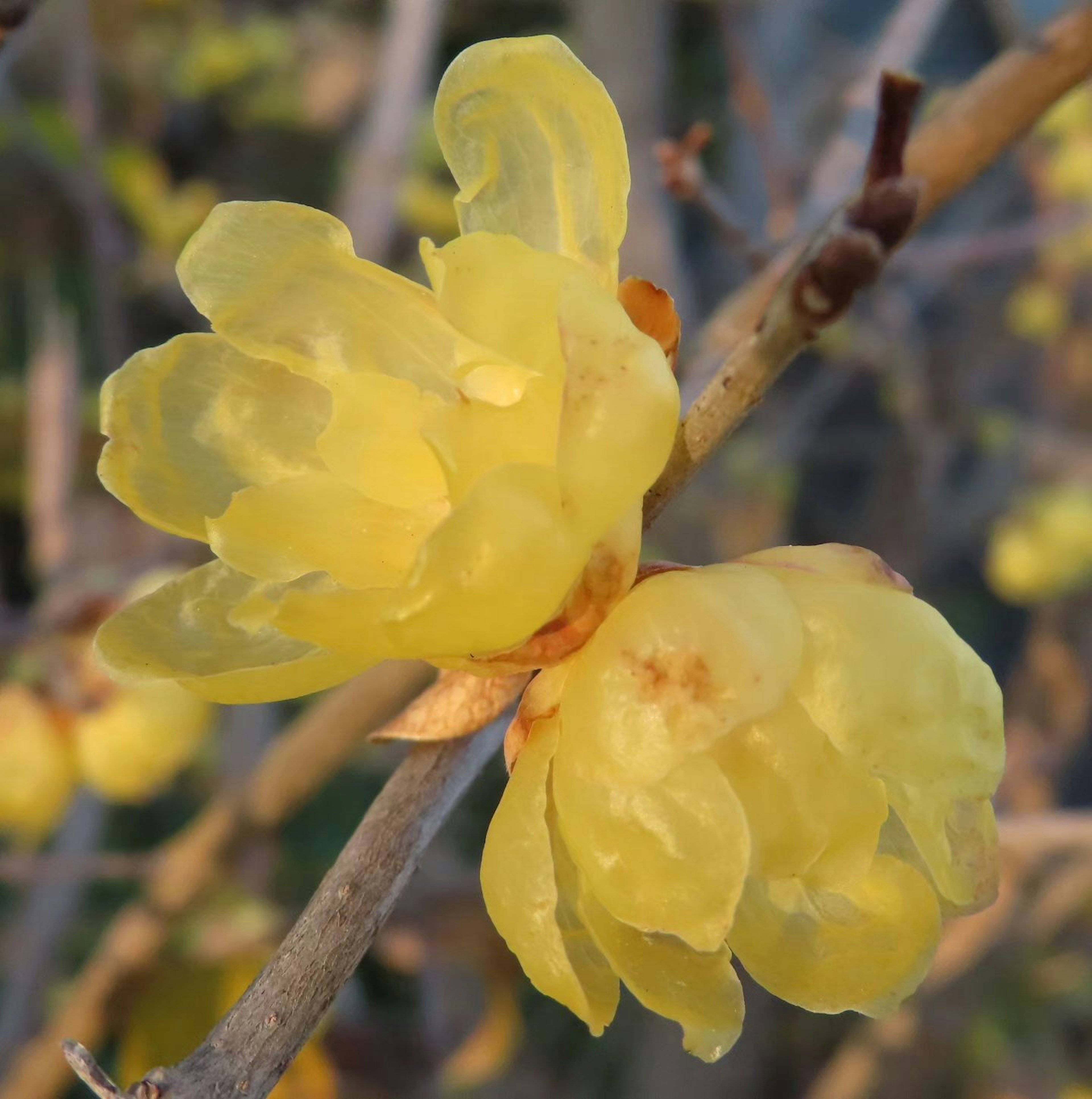 Close-up of yellow flowers blooming on a branch