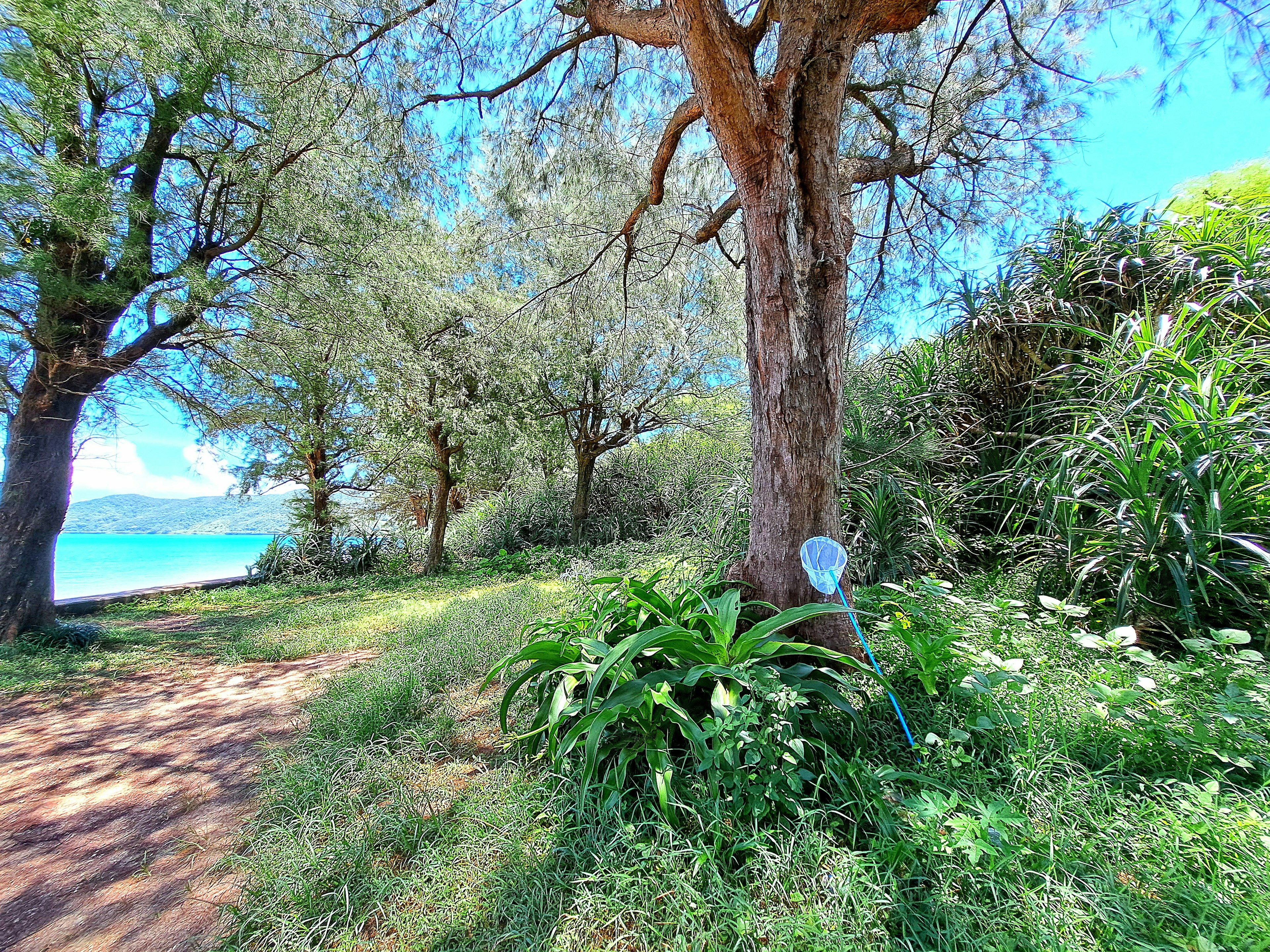 Paysage naturel avec océan bleu et arbres verts chemin qui mène à travers