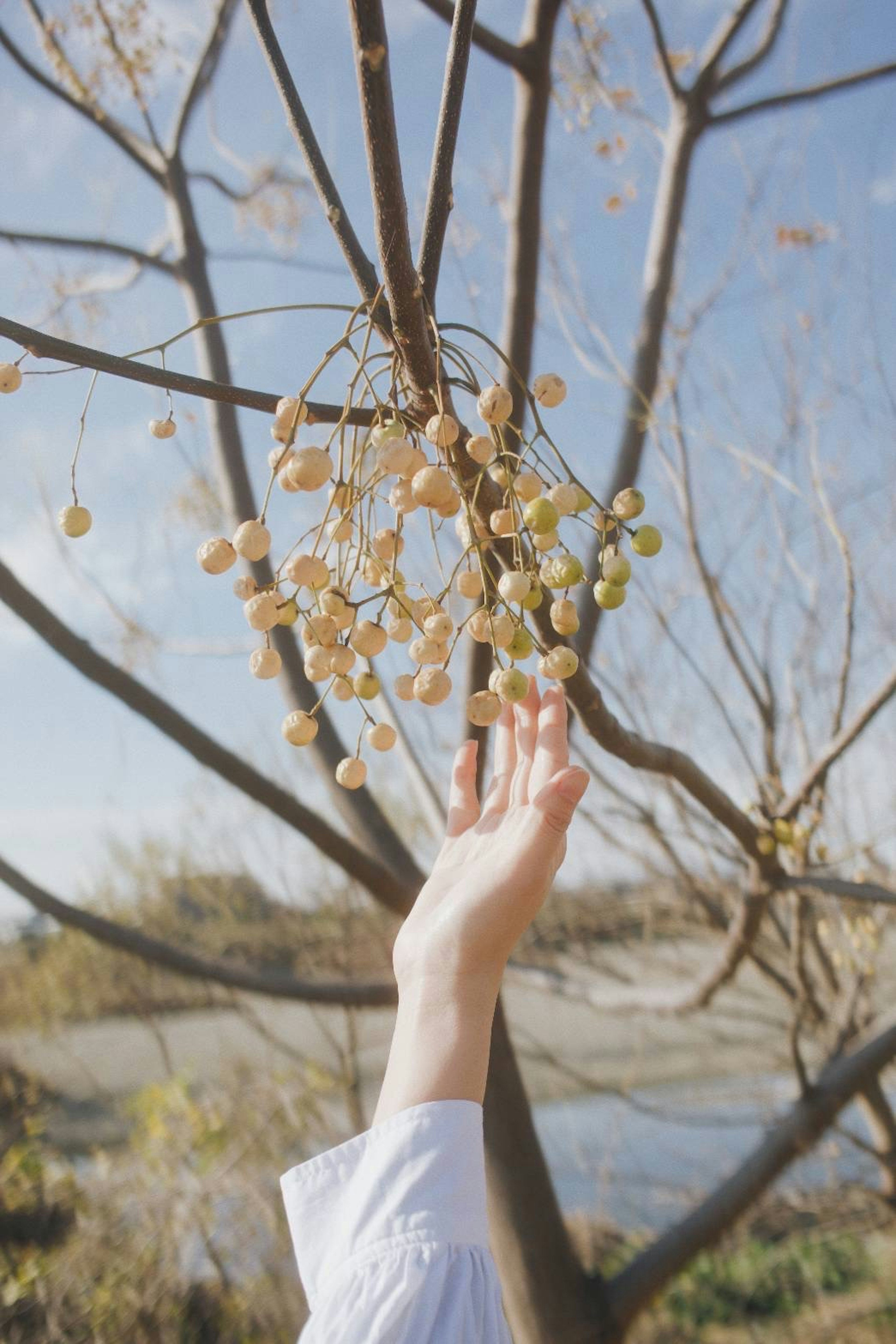 A hand reaching for fruit on a branch under a clear blue sky