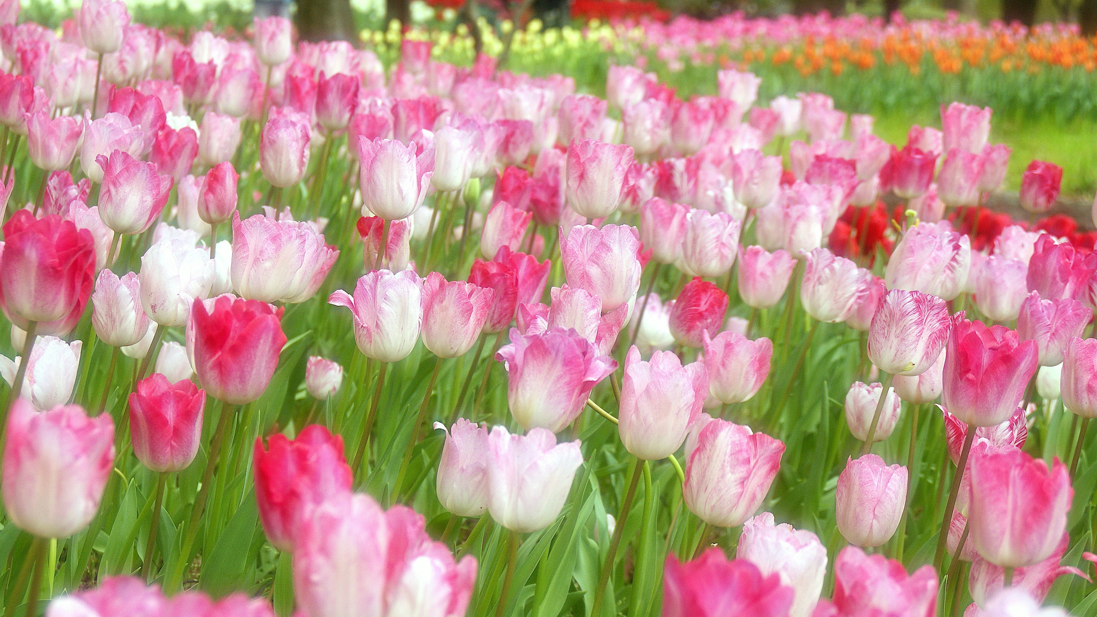 Tulip warna-warni mekar di lanskap taman